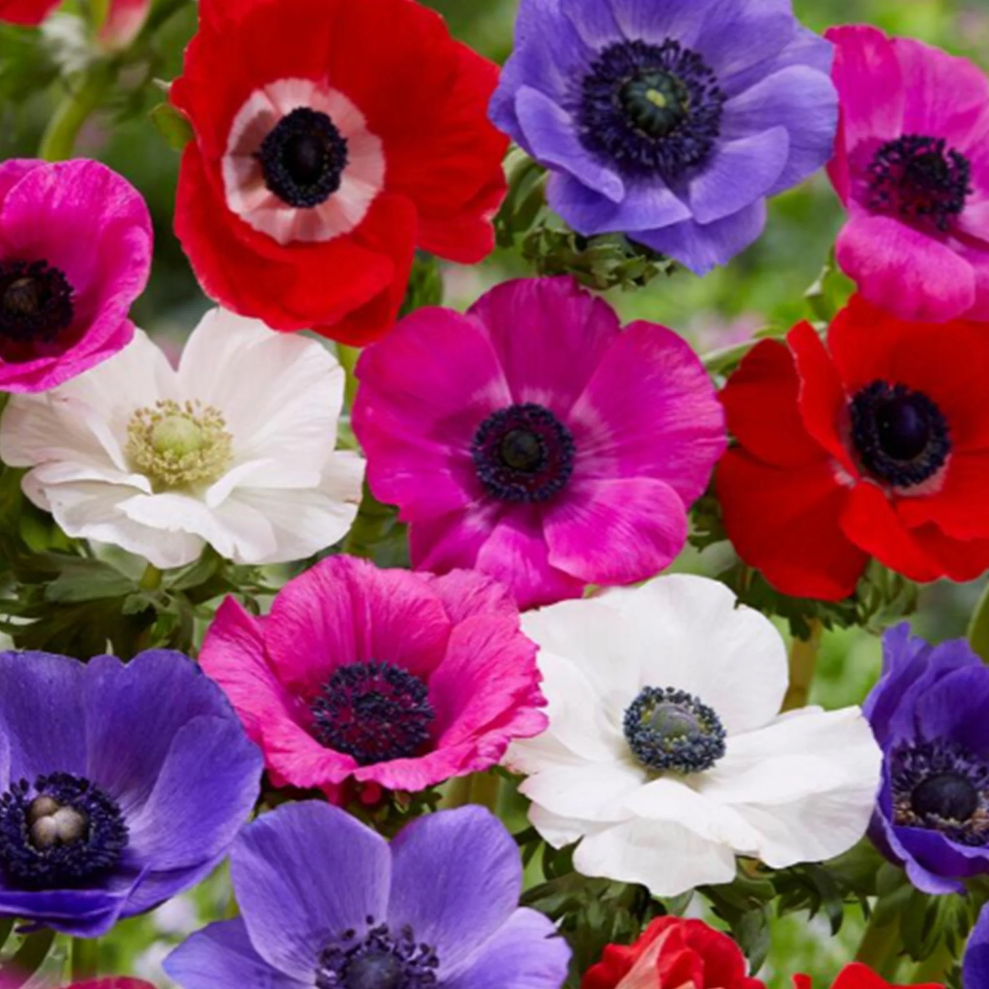 Anemone_DeCaen_x2.jpg