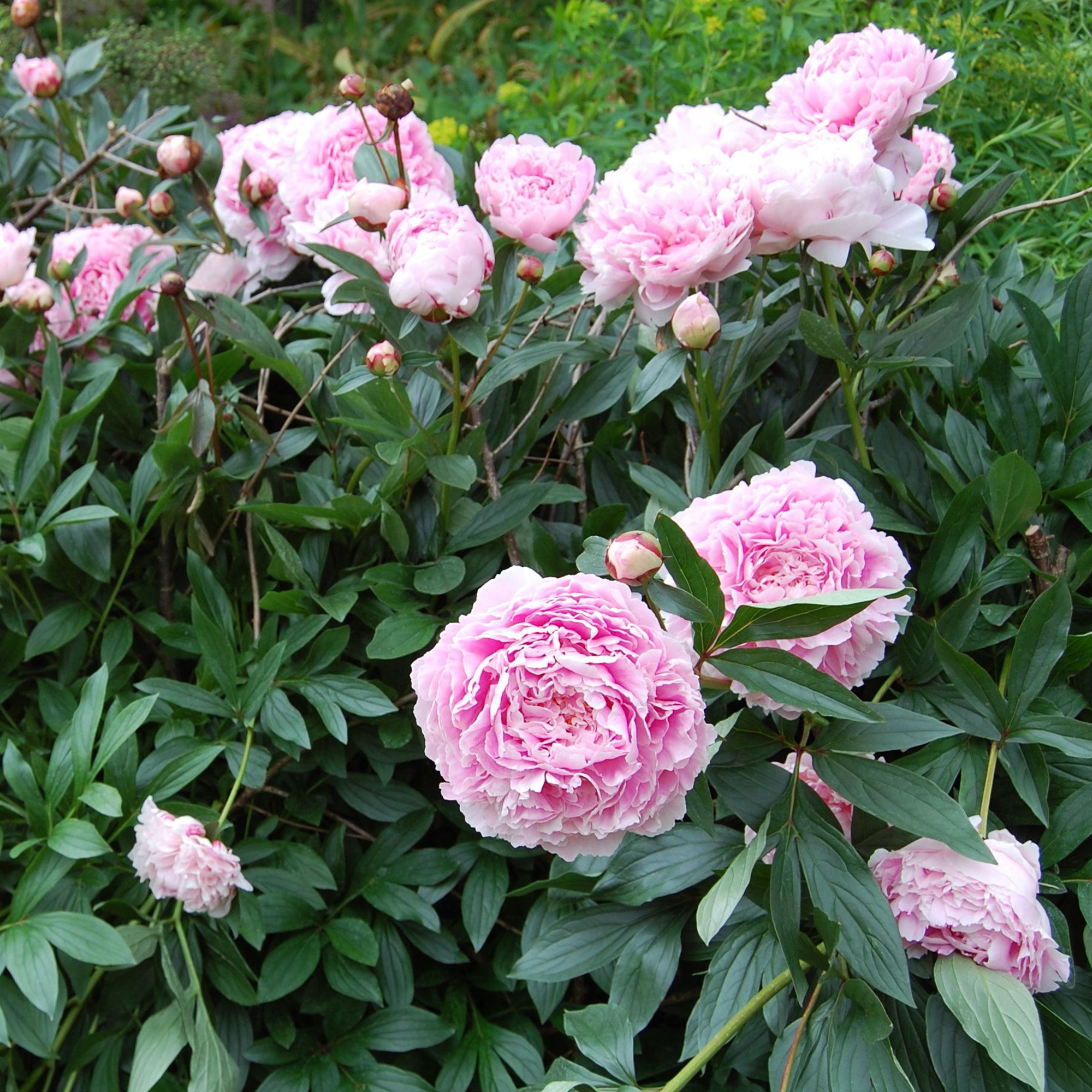 Paeonia_Sarah Bernhardt_x2.jpg