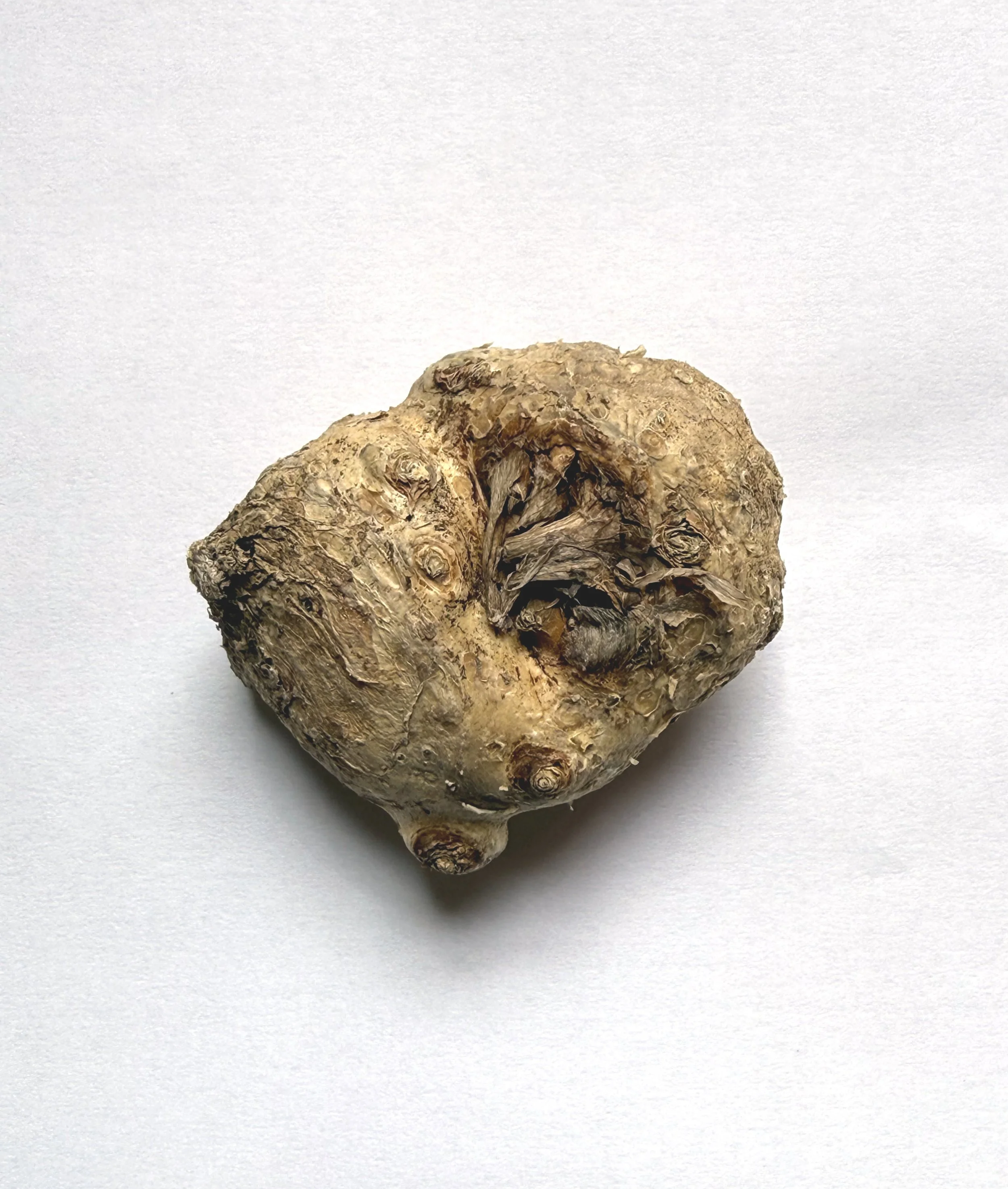 Anneke Calla Lily Rhizome.jpg