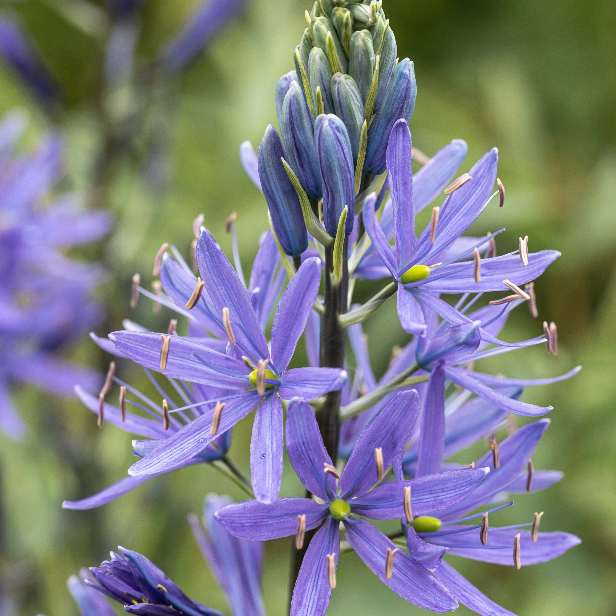 Camassia leichtlinii ‘Caerulea’_as.jpg