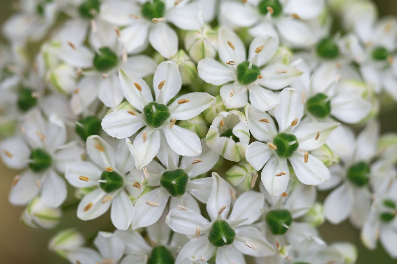 Allium-nigrum-3.jpg