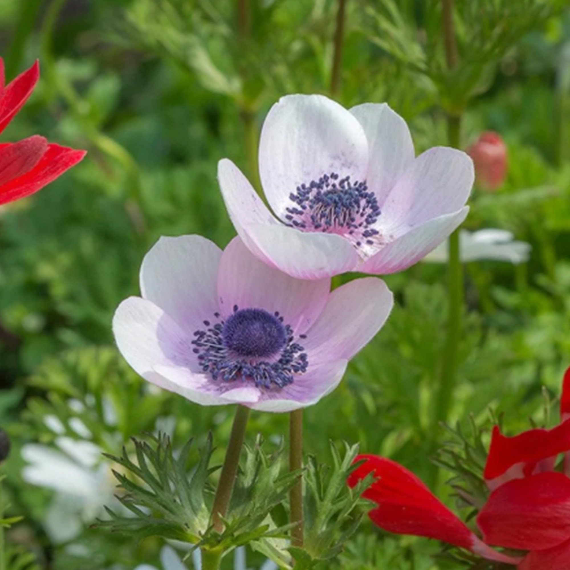 Anemone_DeCaen_x6.jpg