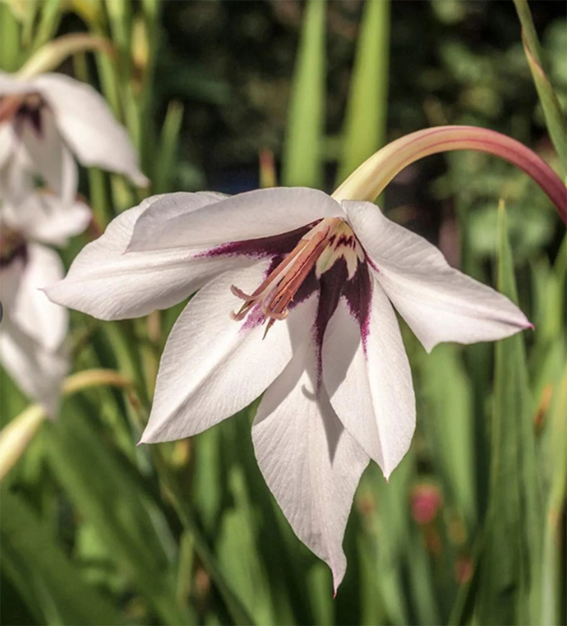 Gladiolus Muriale 3.jpg