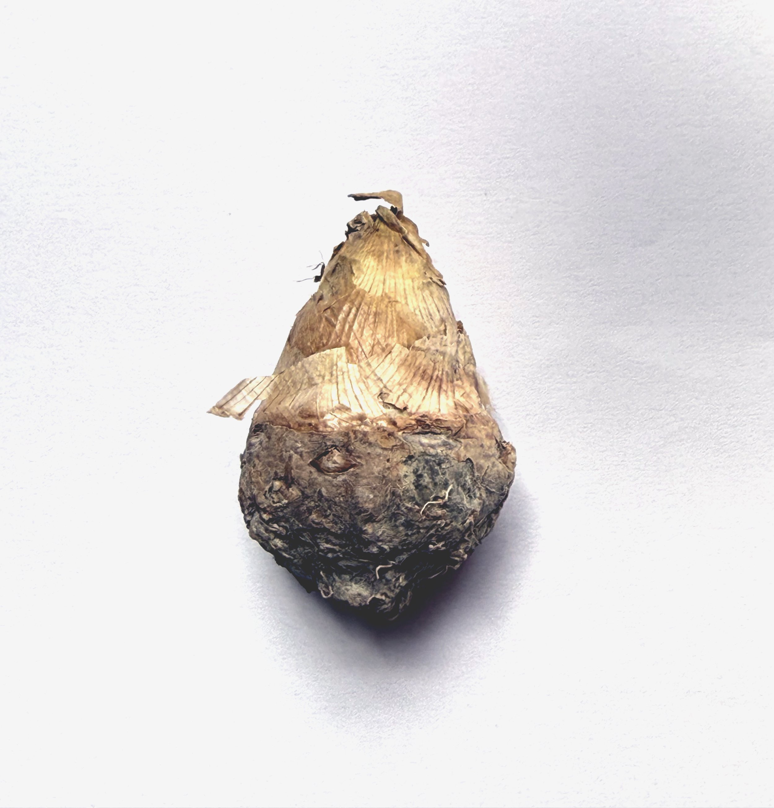 Tuberose The Pearl Rhizome.jpg