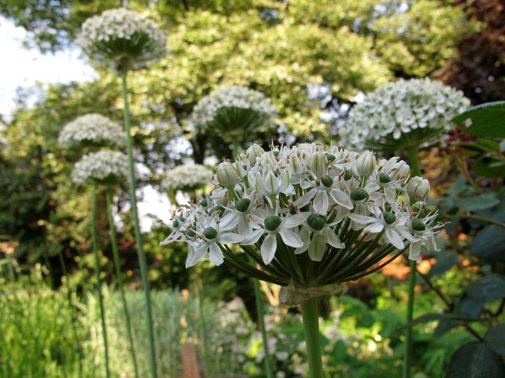 allium-nigrum.jpg