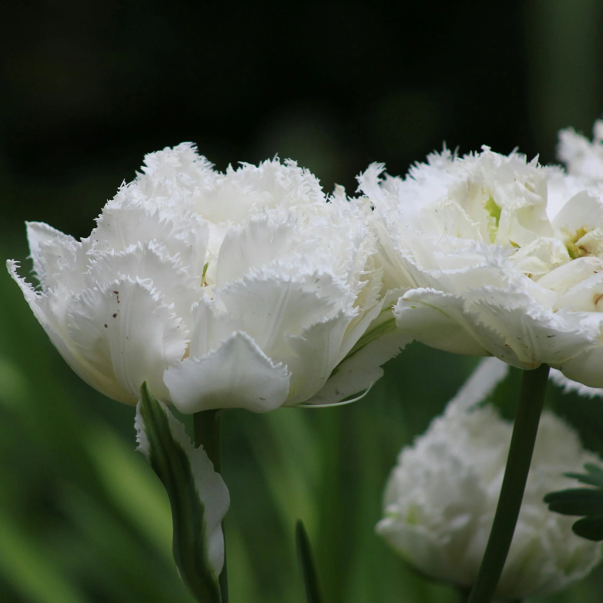 Tulipa ‘Snow Crystal’_p.jpg