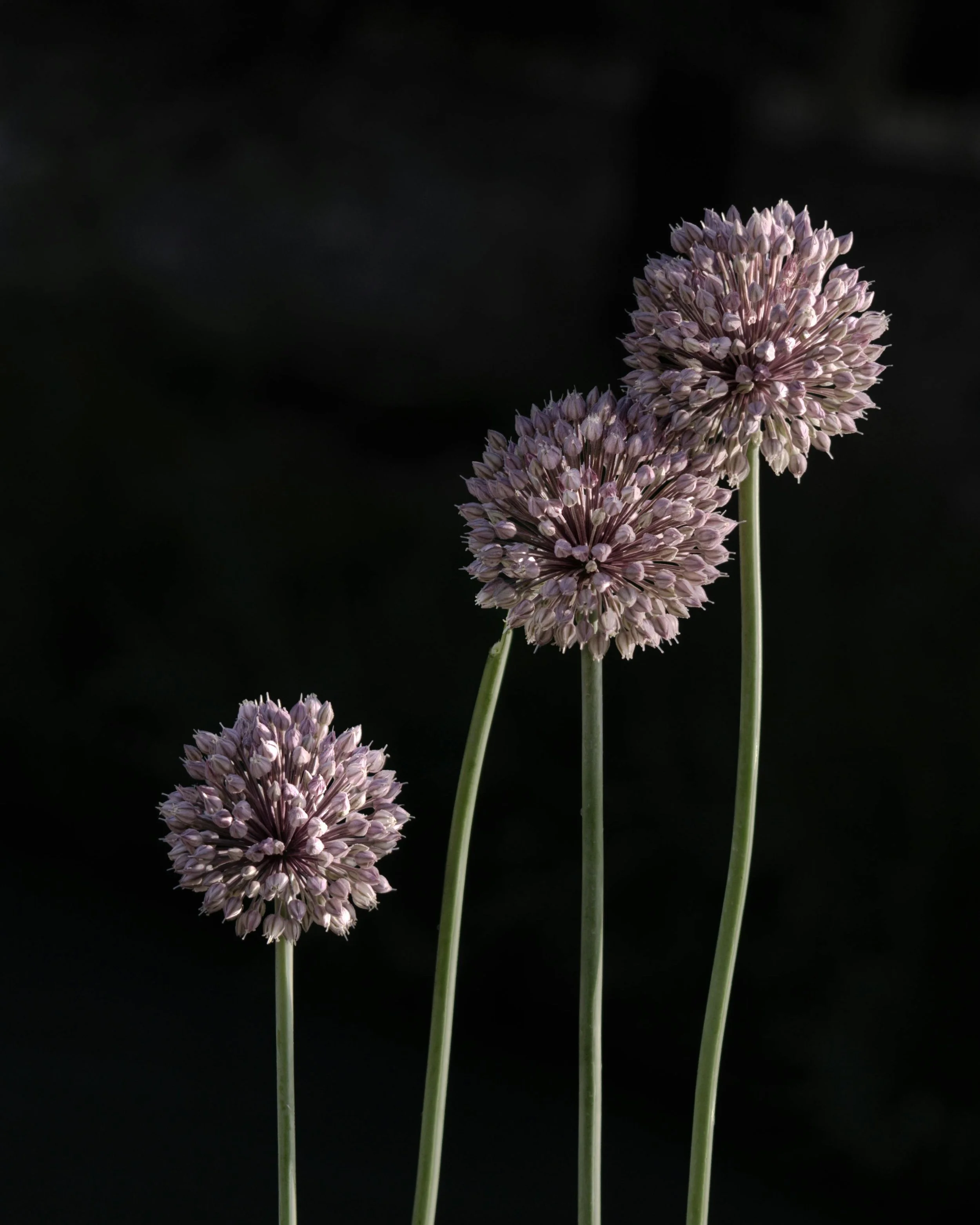 Three purple allium flowers on green stems against a dark background.