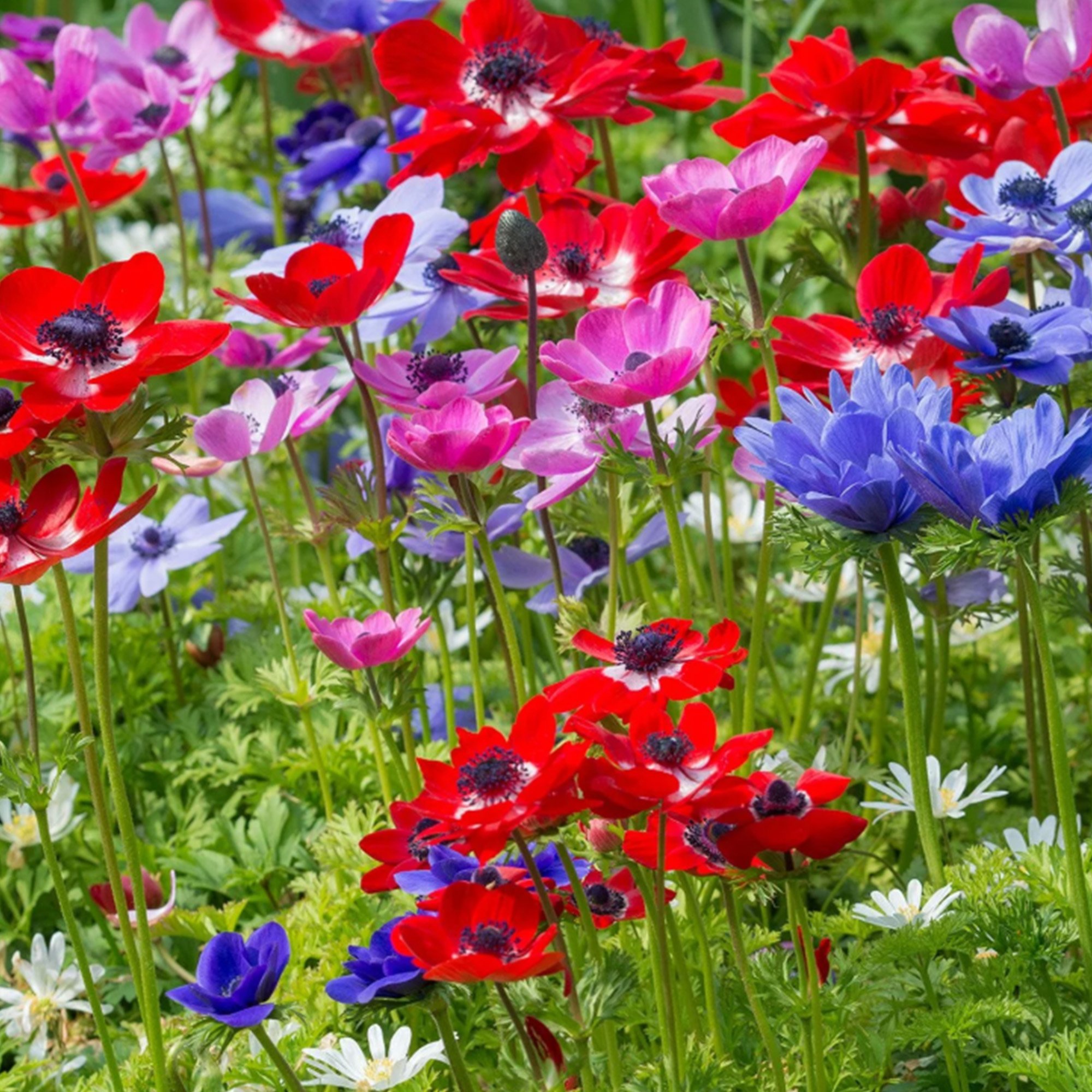Anemone_DeCaen_x3.jpg