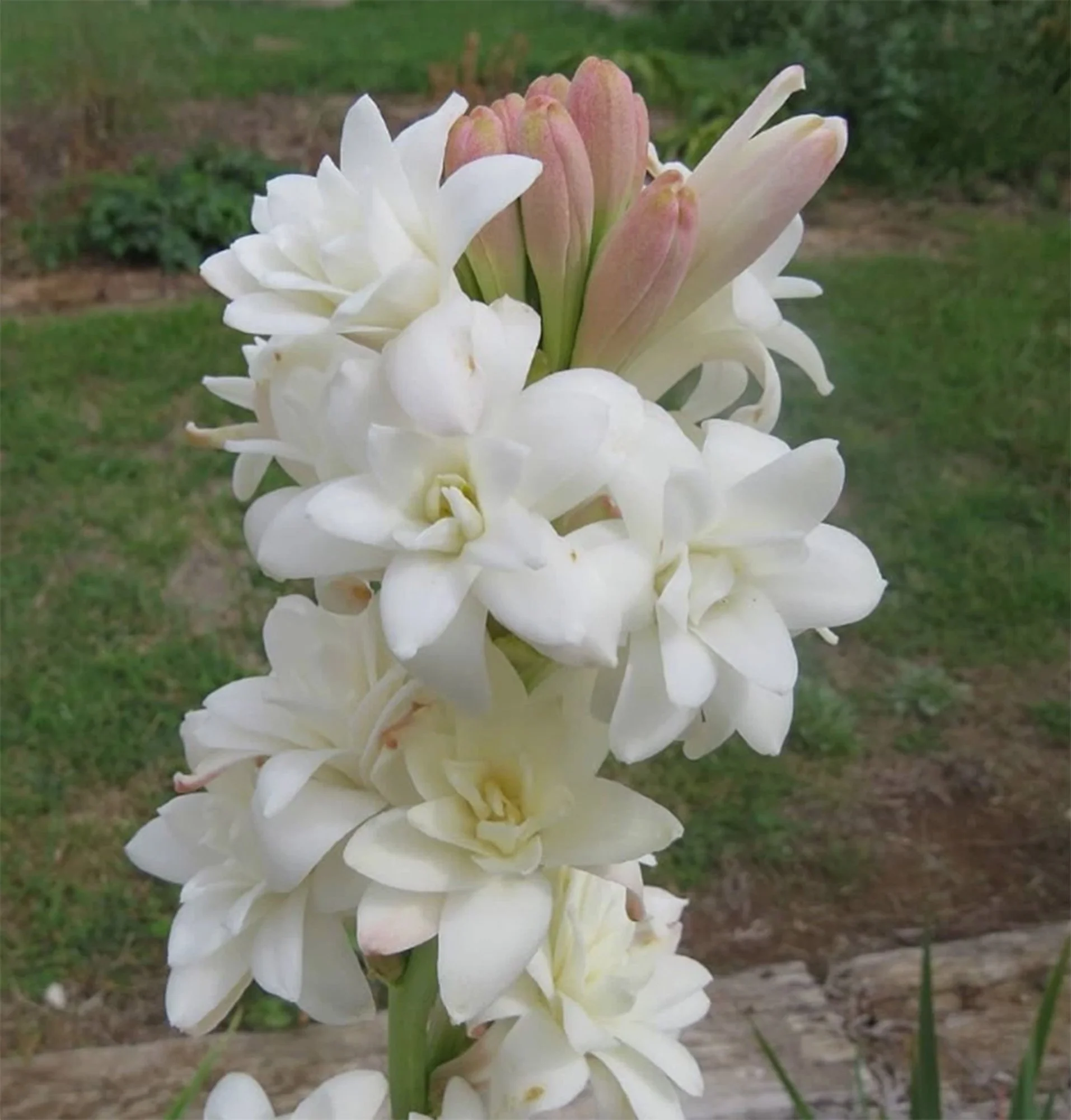 Tuberose The Pearl 1.jpg