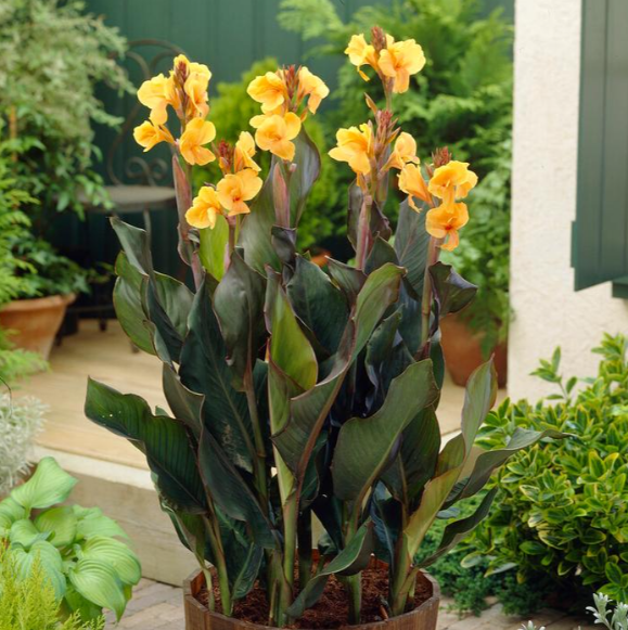 Canna Dwarf 'Louis Cottin' Rhizome