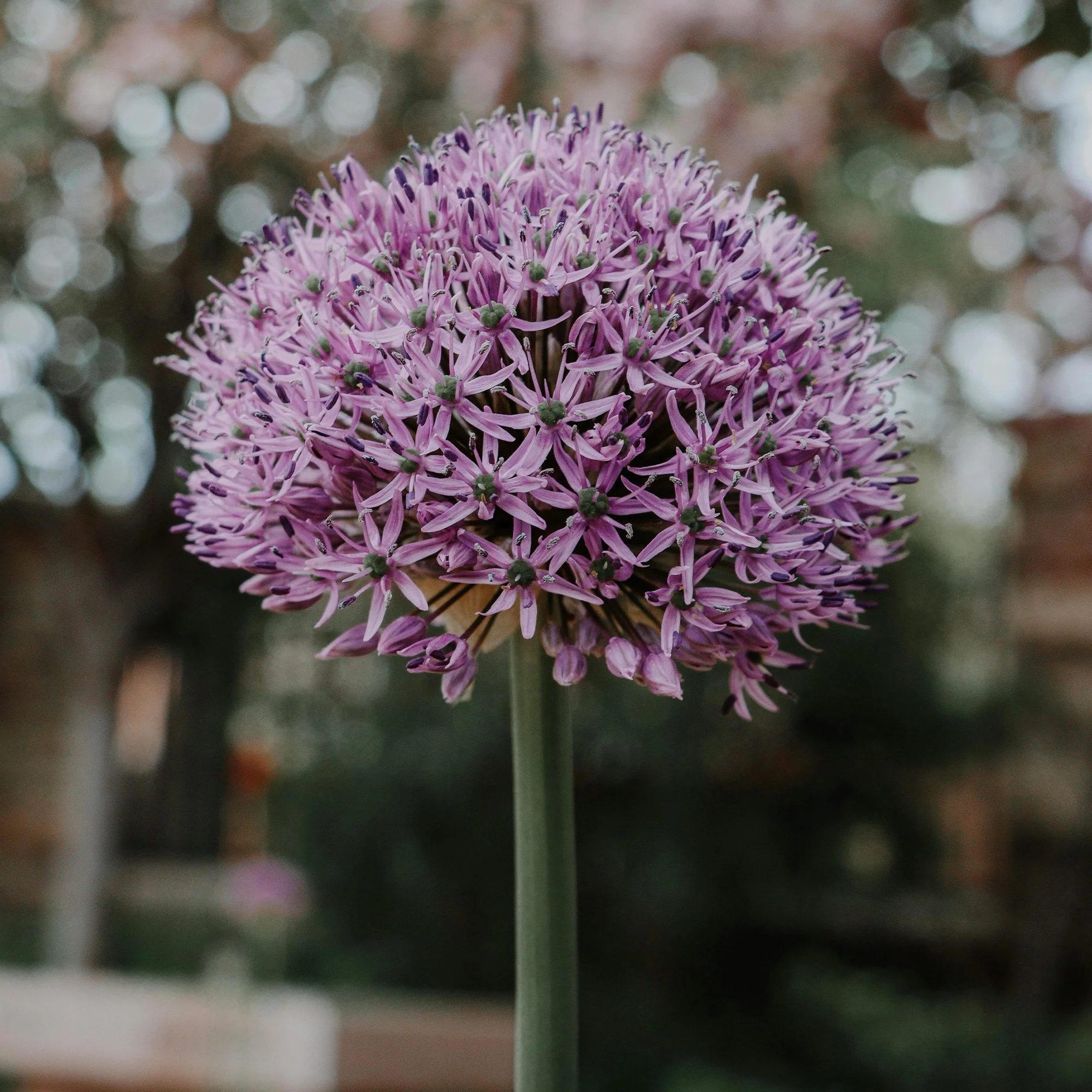 Allium 'Purple Sensation'_p.jpg