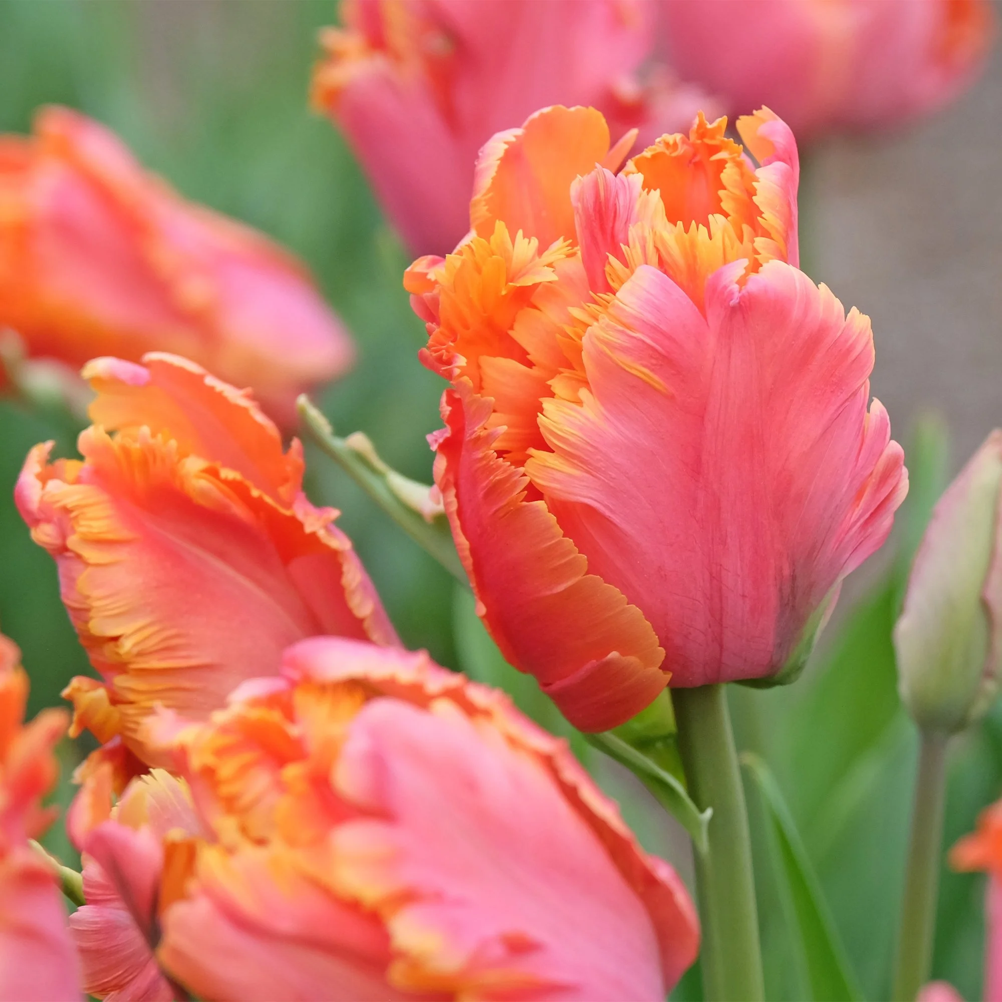 Tulipa ‘Amazing Parrot’_as.jpg