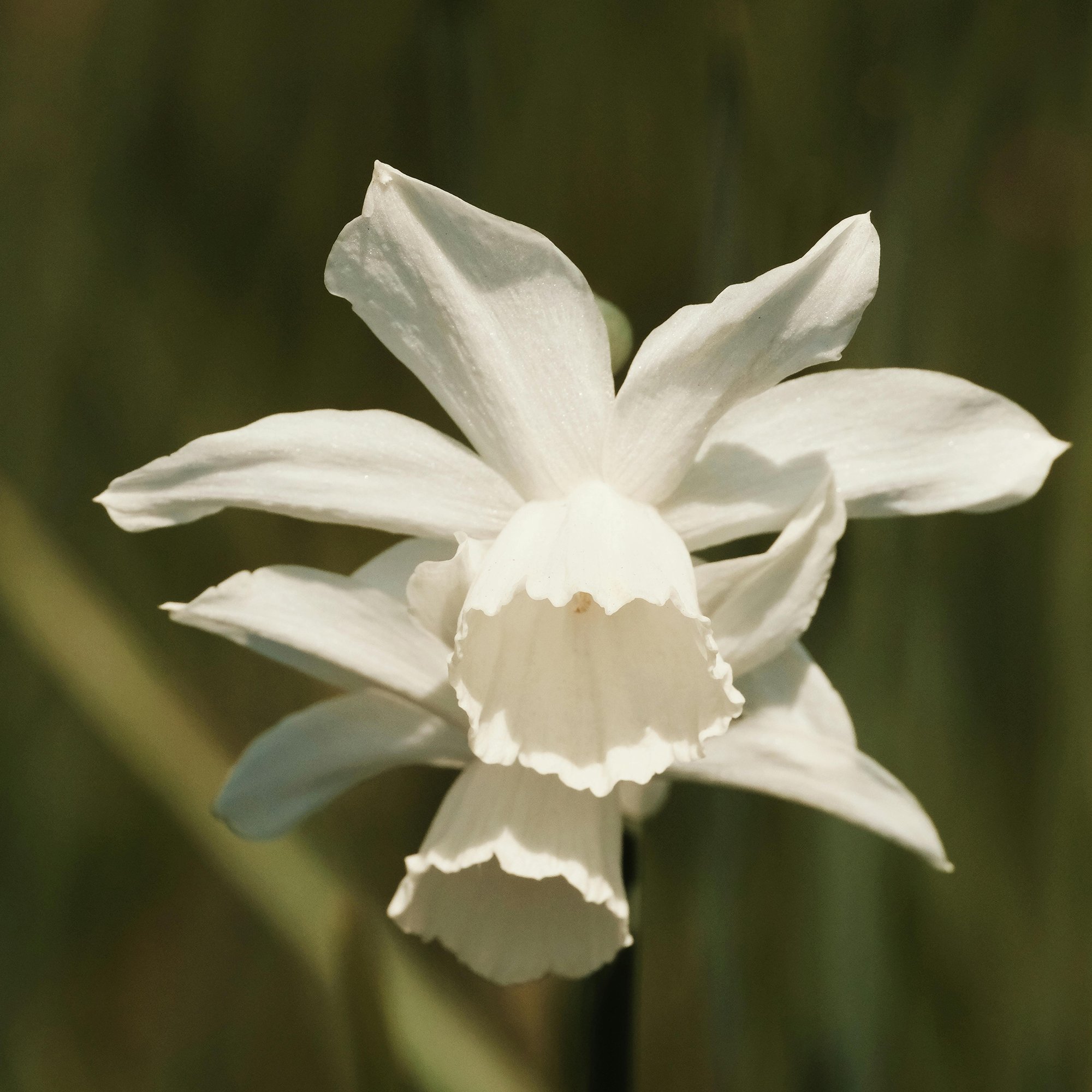 Narcissus ‘Thalia’_p.jpg