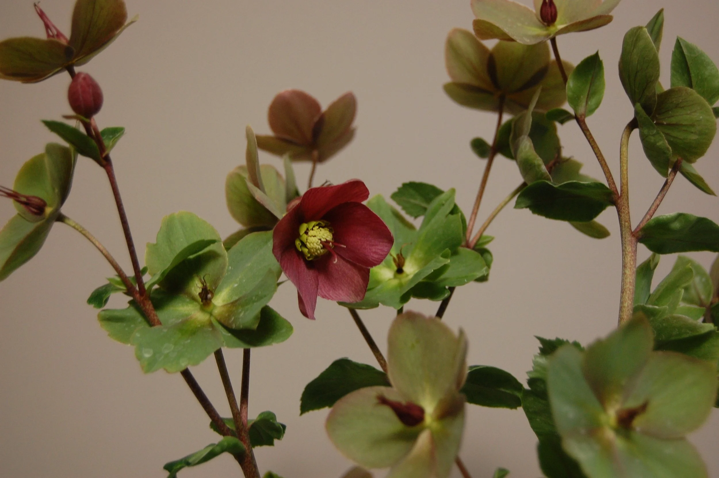 A close-up view of a flowering hellebore lenten rose with green leaves and a single deep red flower with yellow center against a neutral background.