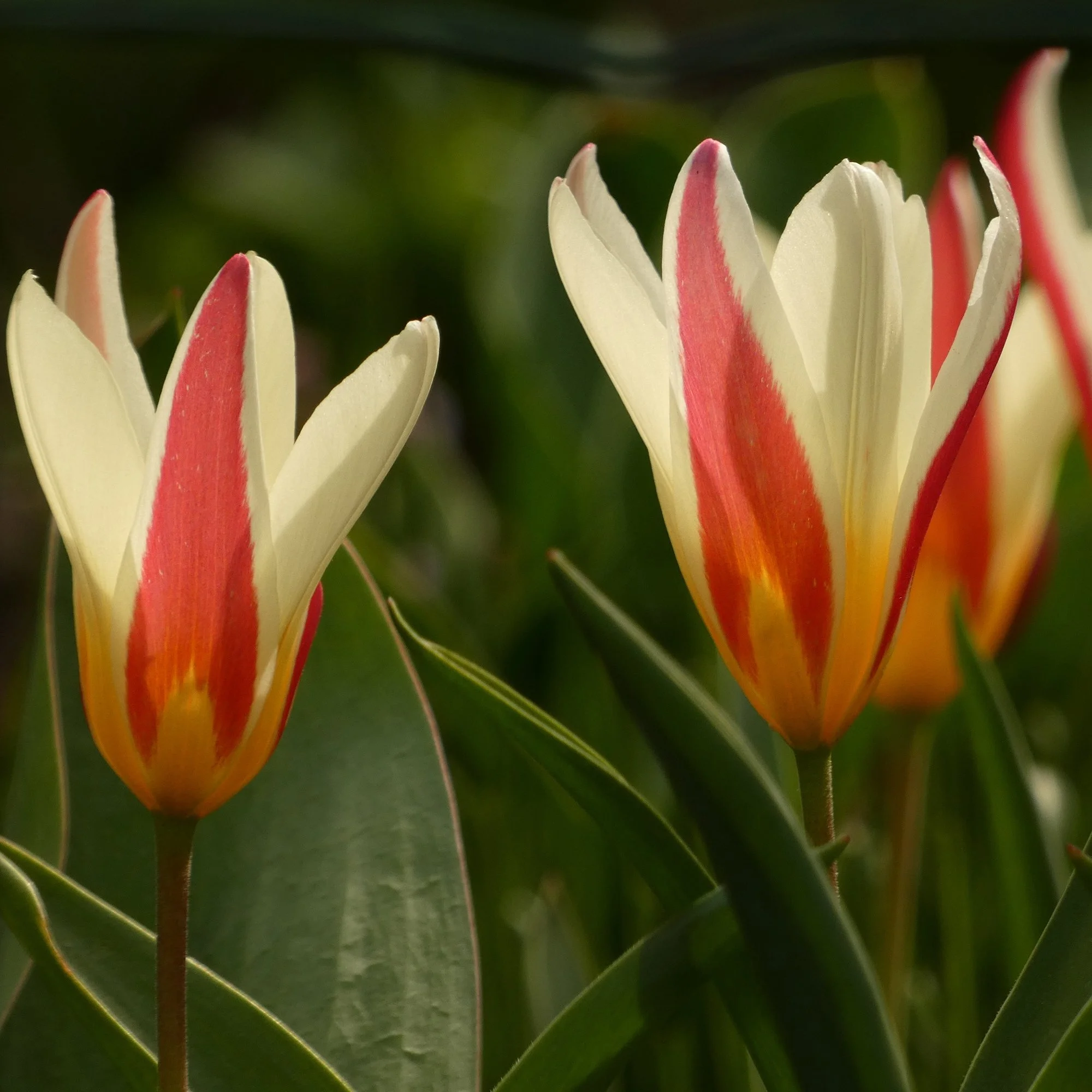 Tulipa clusiana ‘Cynthia’_as.jpg
