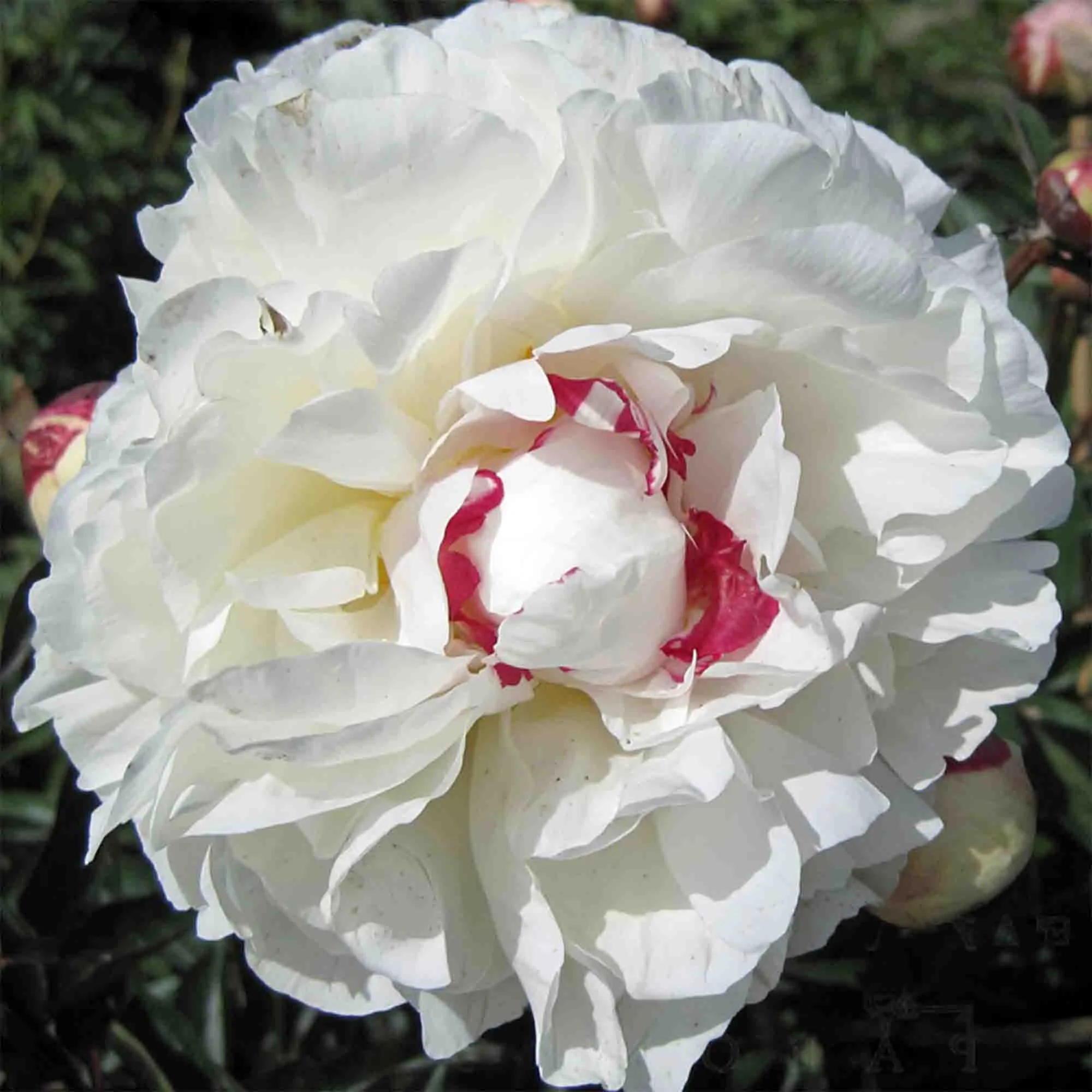 Paeonia_Boule de Neige_x4.jpg