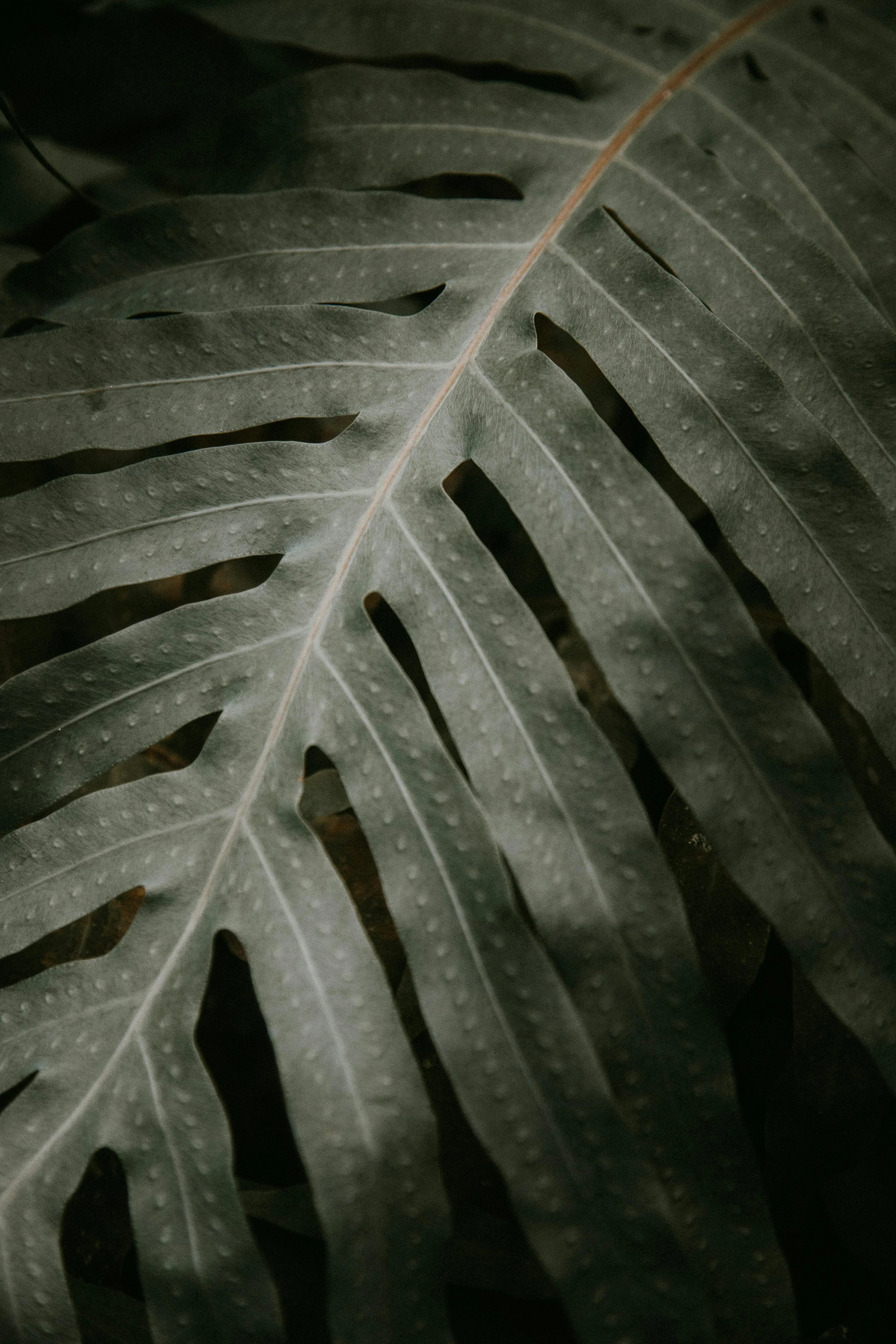 Close-up of a dark green, textured leaf with distinctive shaped cutouts and visible veins.
