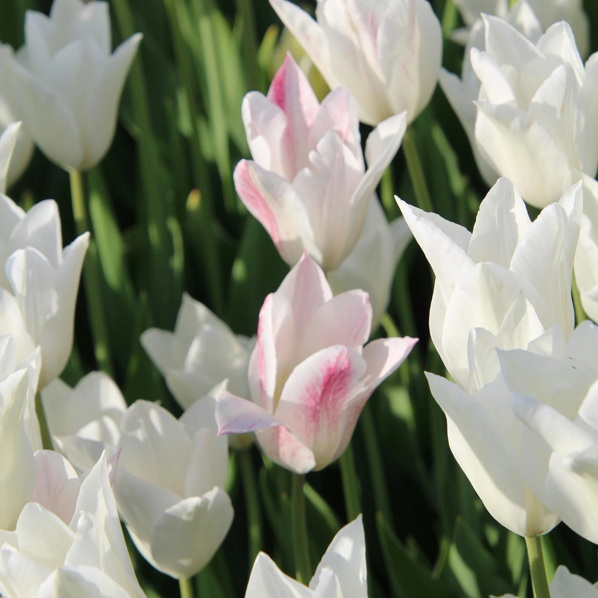 Tulipa ‘White Triumphator’_p.jpg