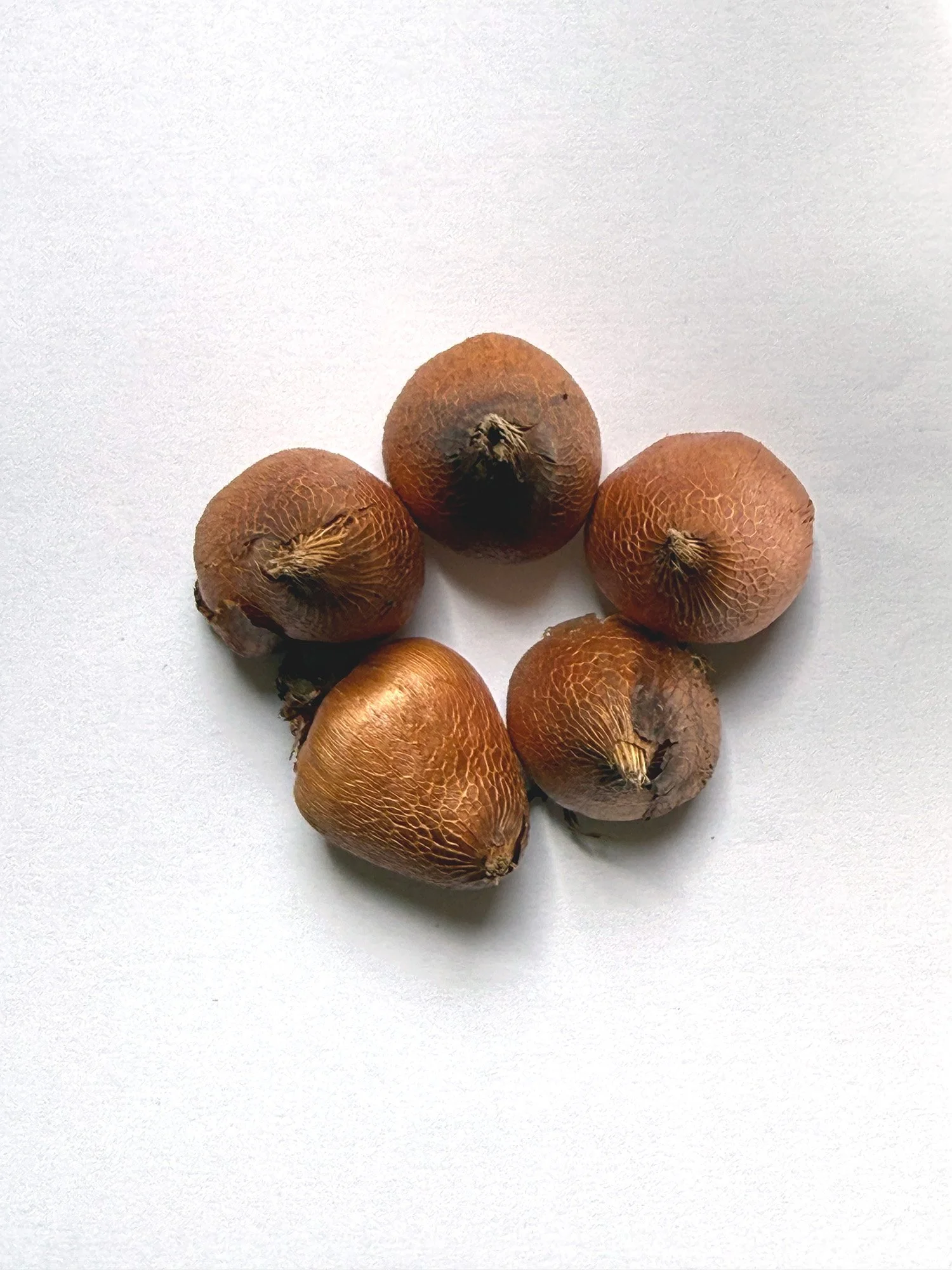 Gladiolus Muriale Corm.jpg