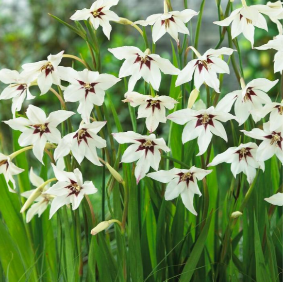 Screenshot 2026-03-17 205609.png