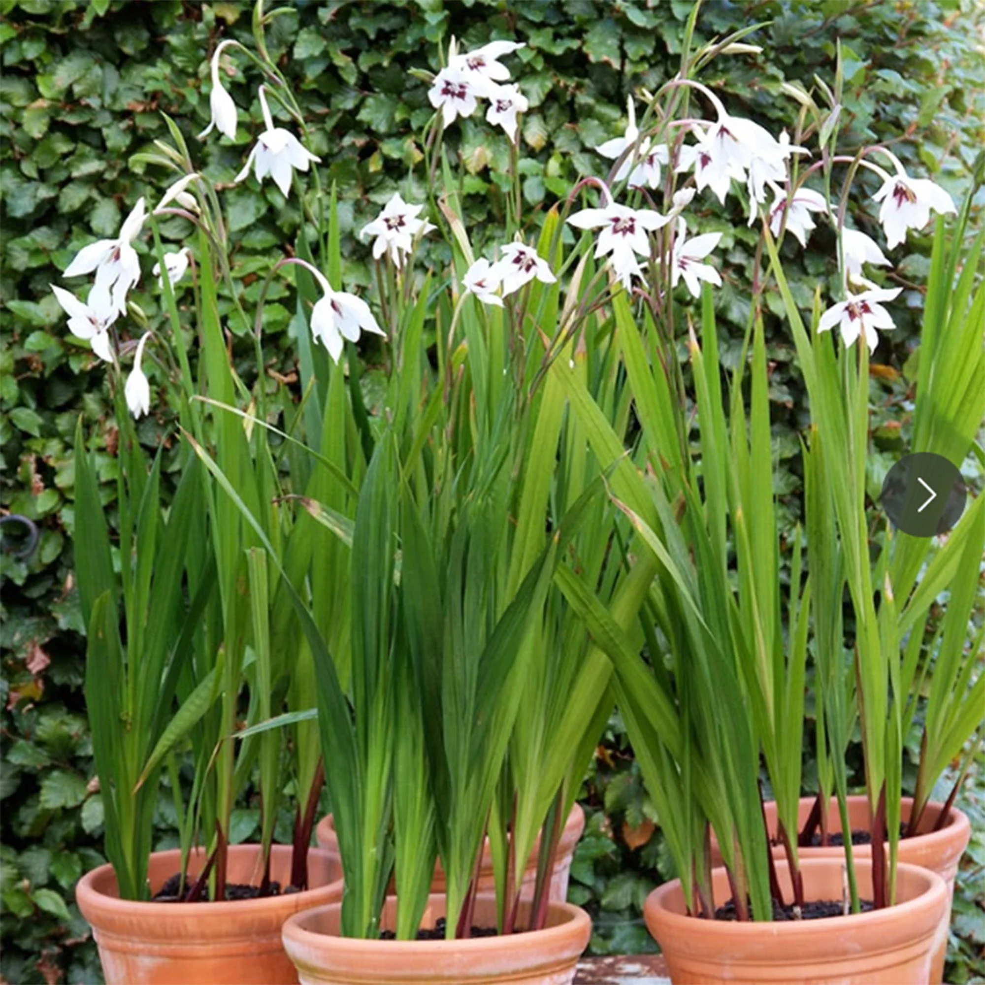 Gladiolus Muriale 1.jpg