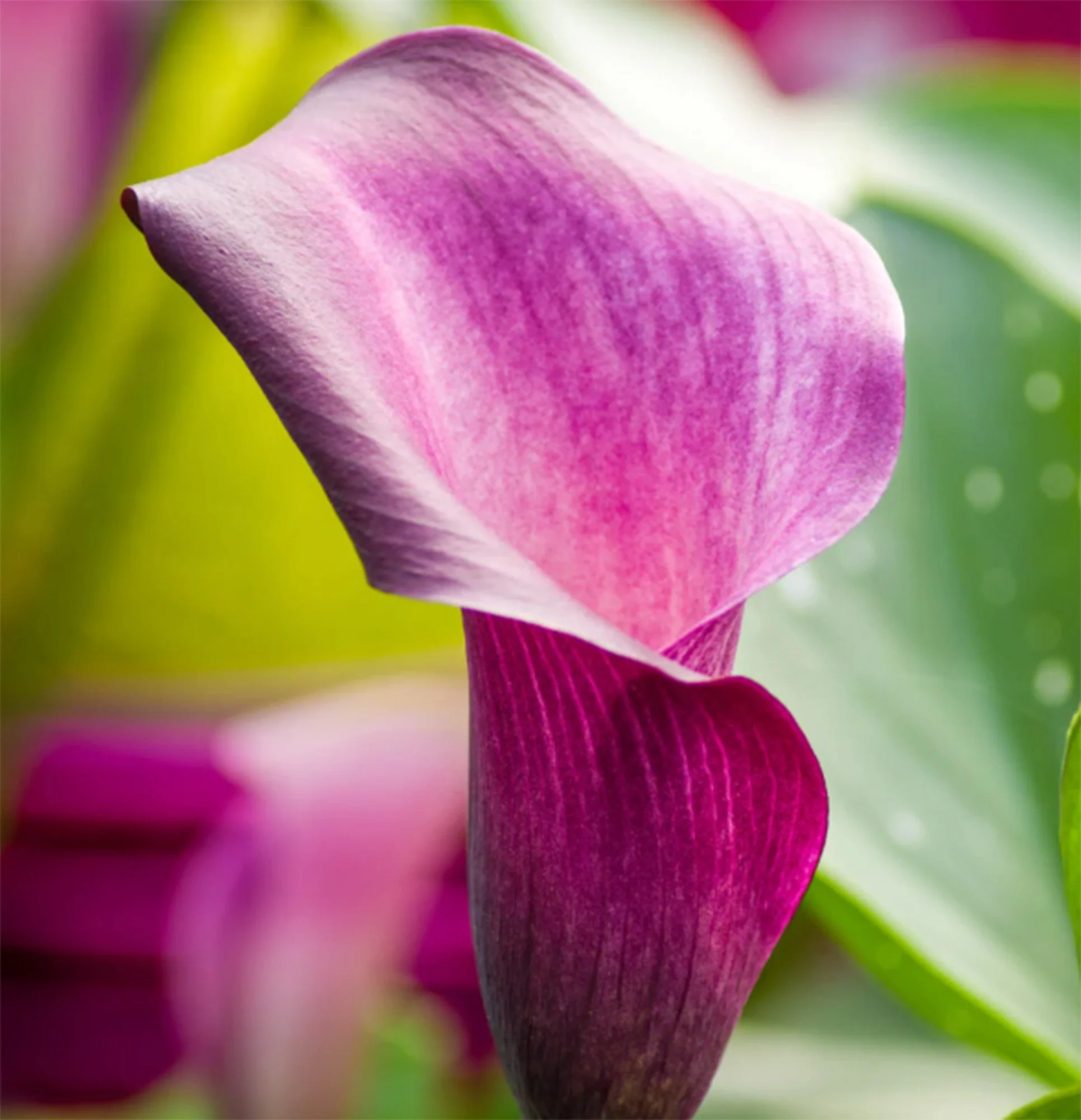 Calla 'Anneke' Rhizome