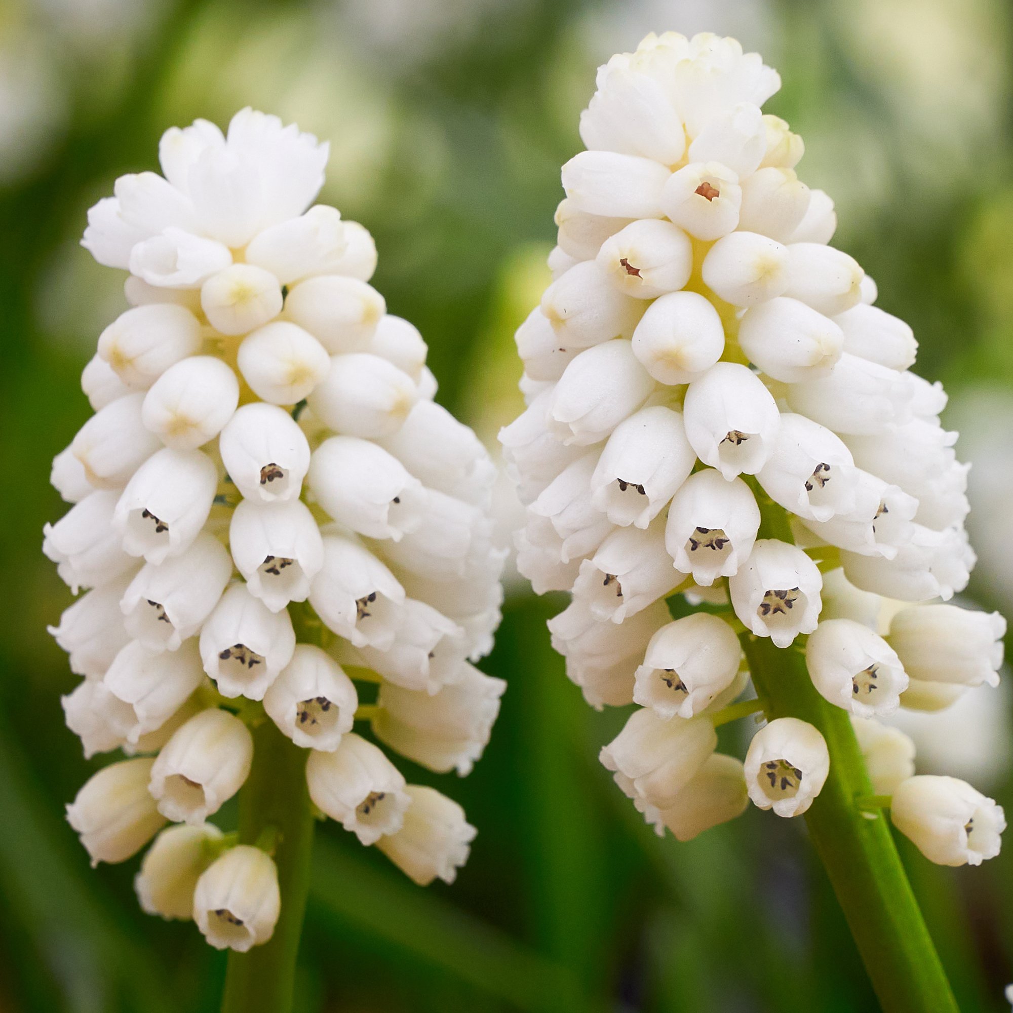 Muscari ‘White Magic’_as.jpg
