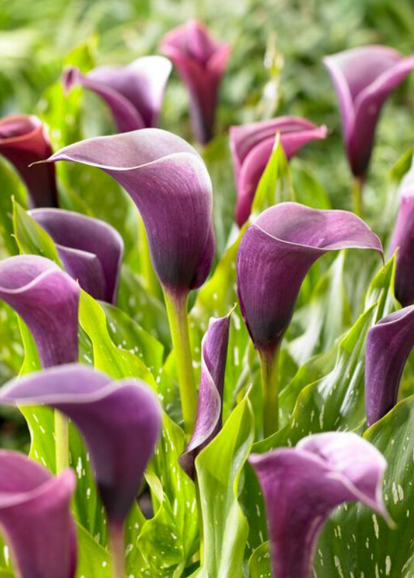 Screenshot 2026-03-17 205626.png