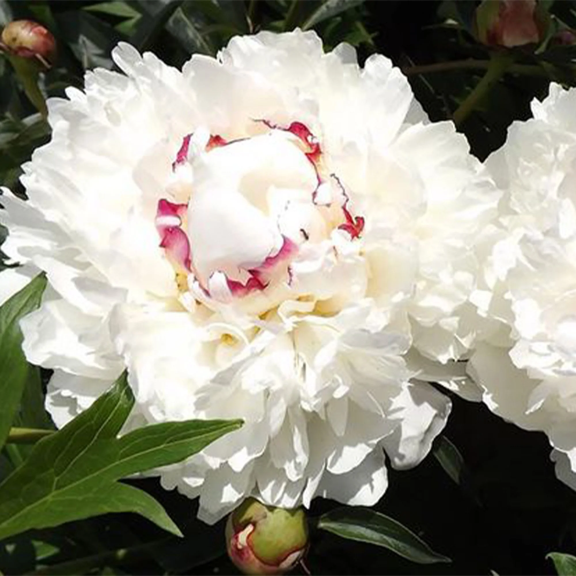 Paeonia_Boule de Neige_x1.jpg
