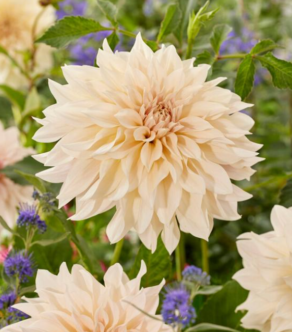Dahlia Dinnerplate 'Cafe au Lait' Tuber