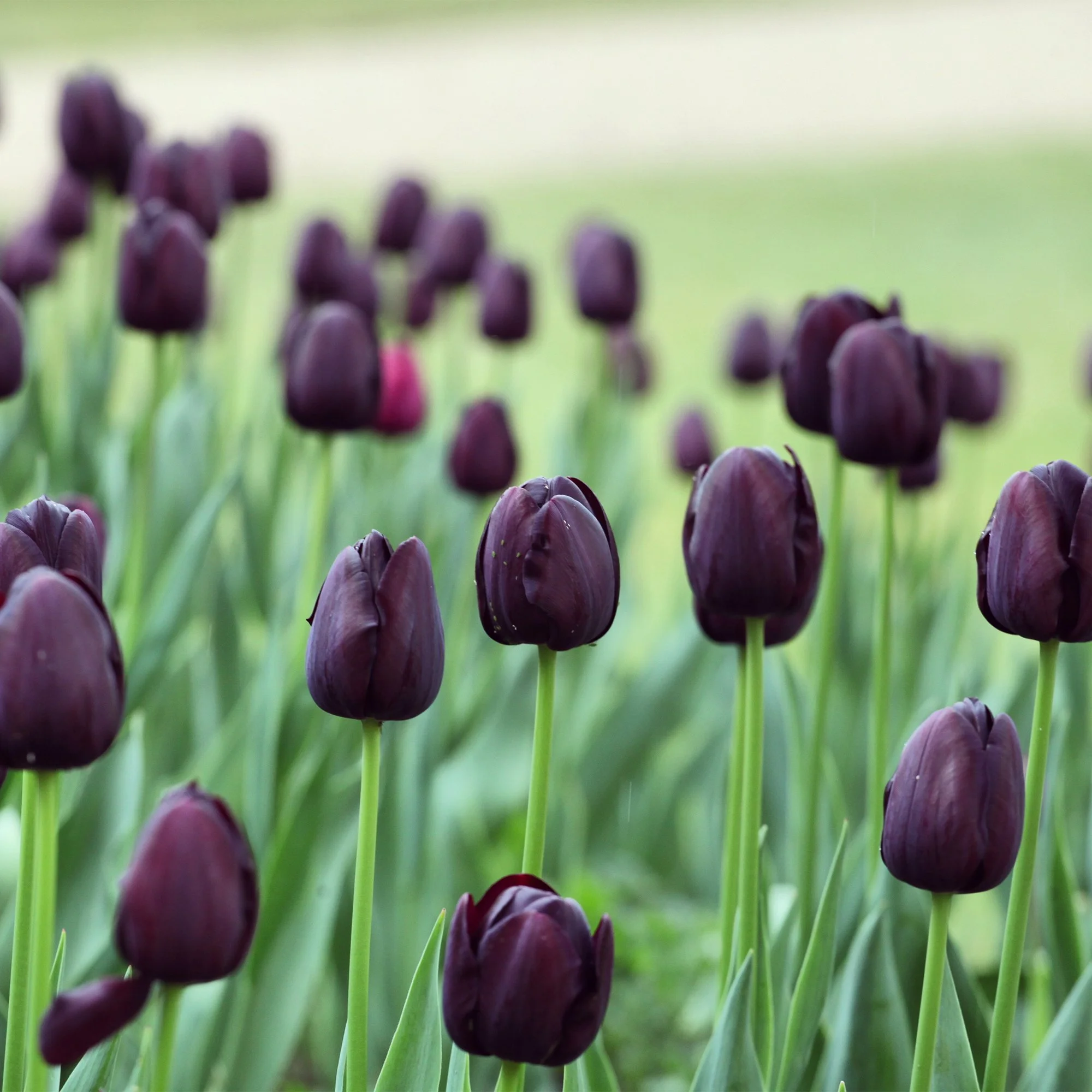 Tulipa ‘Queen of Night’_as.jpg