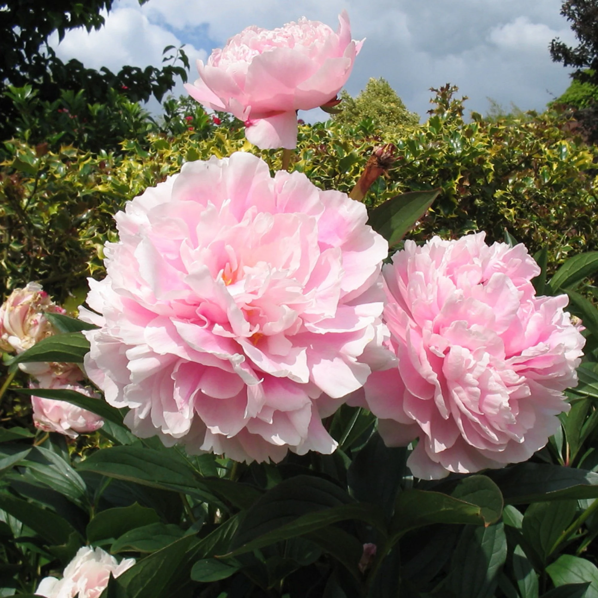 Paeonia_Sarah Bernhardt_x1.jpg