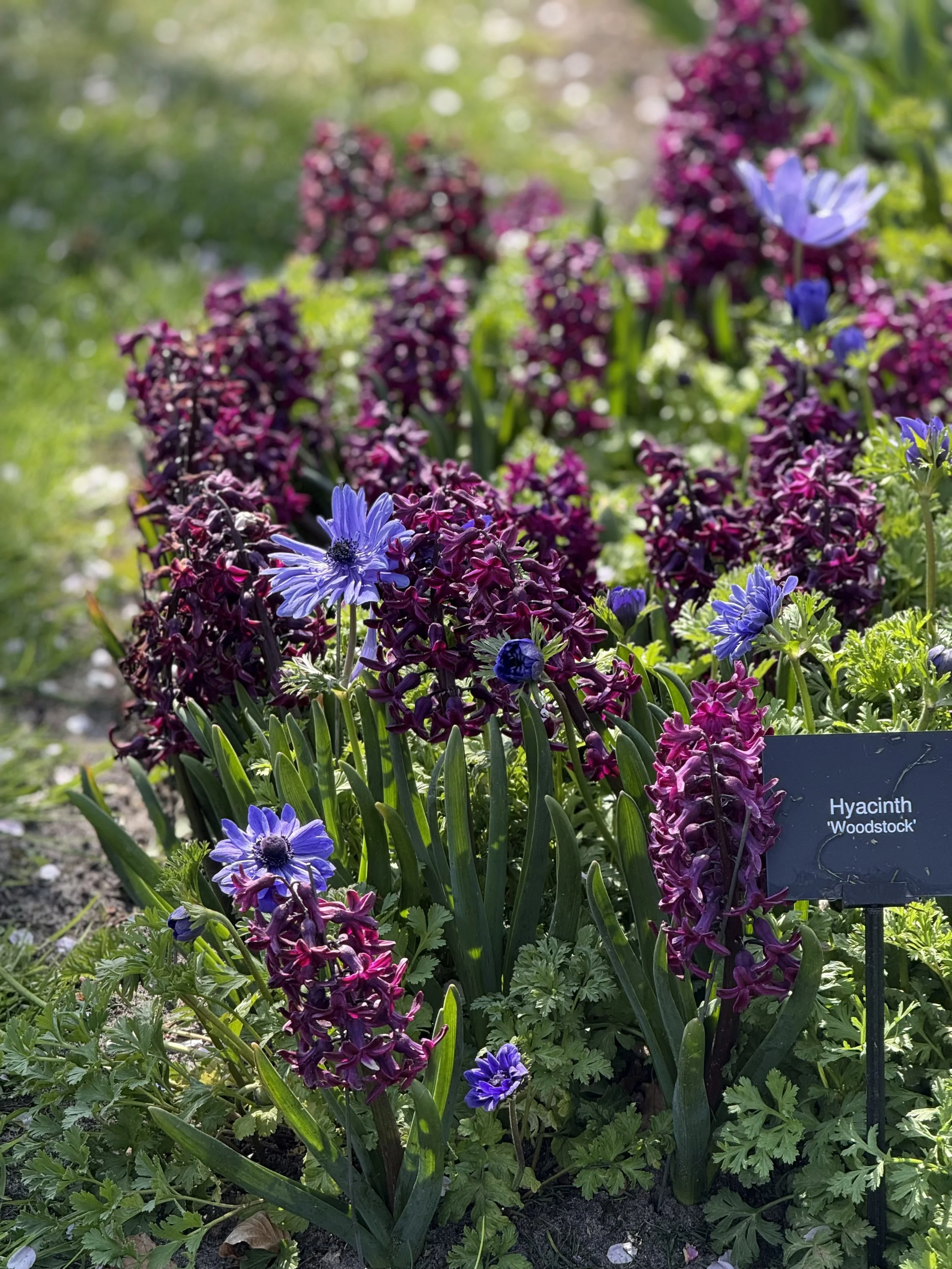 L_Hyacinth 'Woodstock'.jpeg
