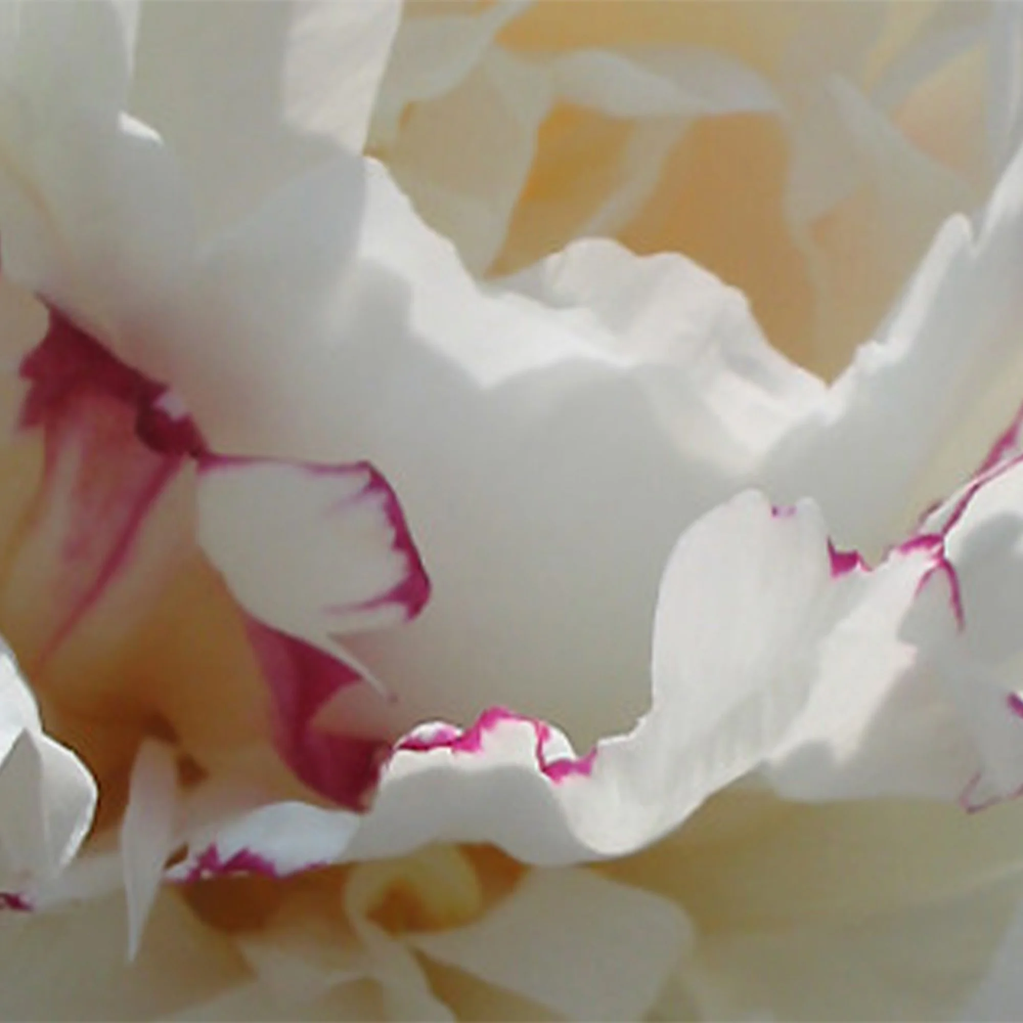 Paeonia_Boule de Neige_x2.jpg