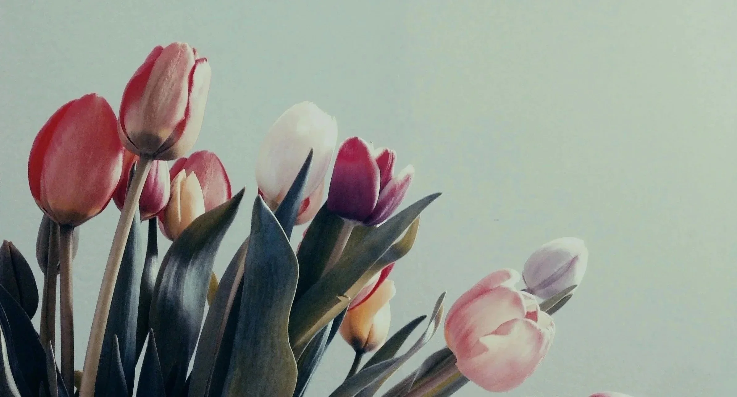 A bouquet of multi-colored tulips with pink, purple, white, and yellow petals, set against a light green background.