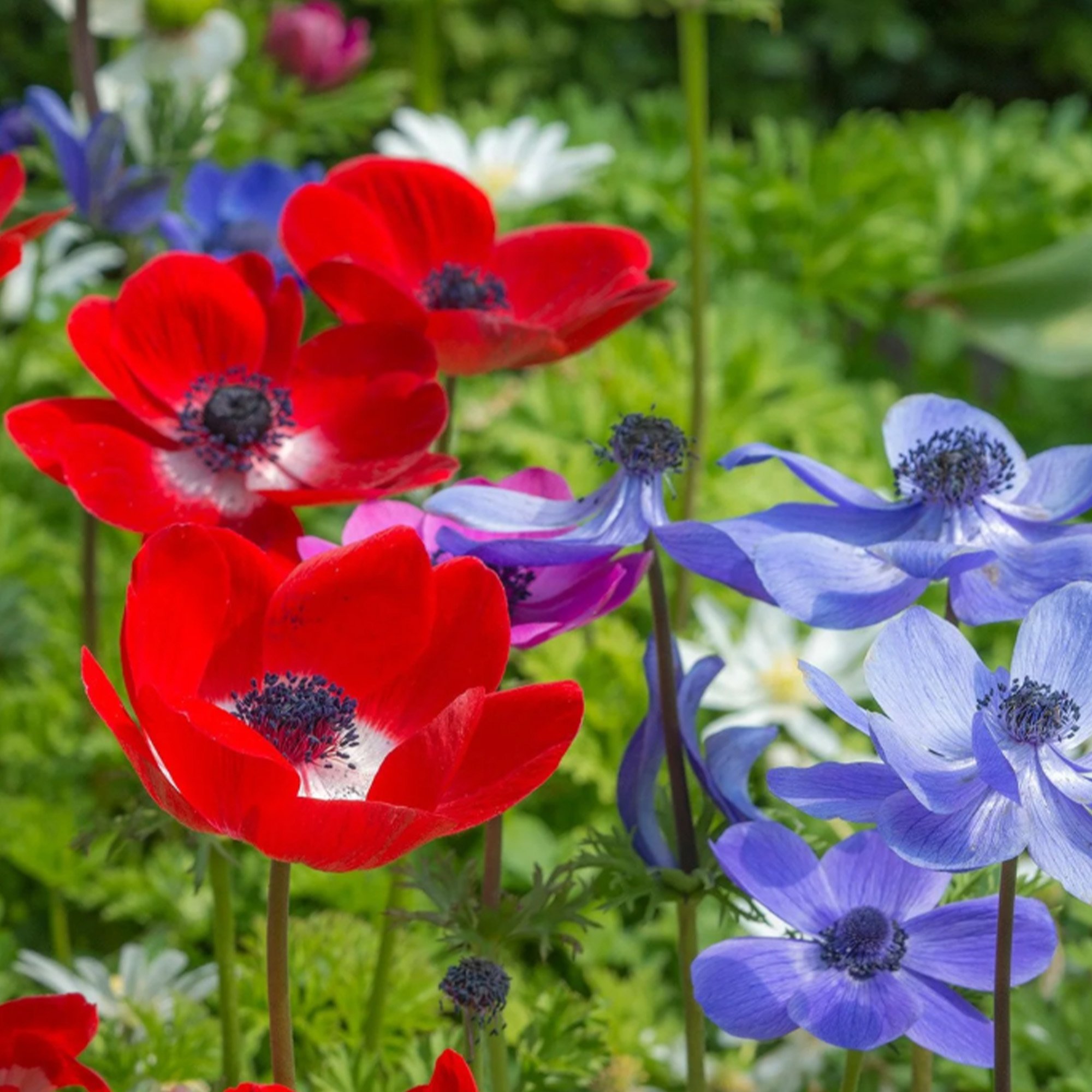 Anemone_DeCaen_x5.jpg