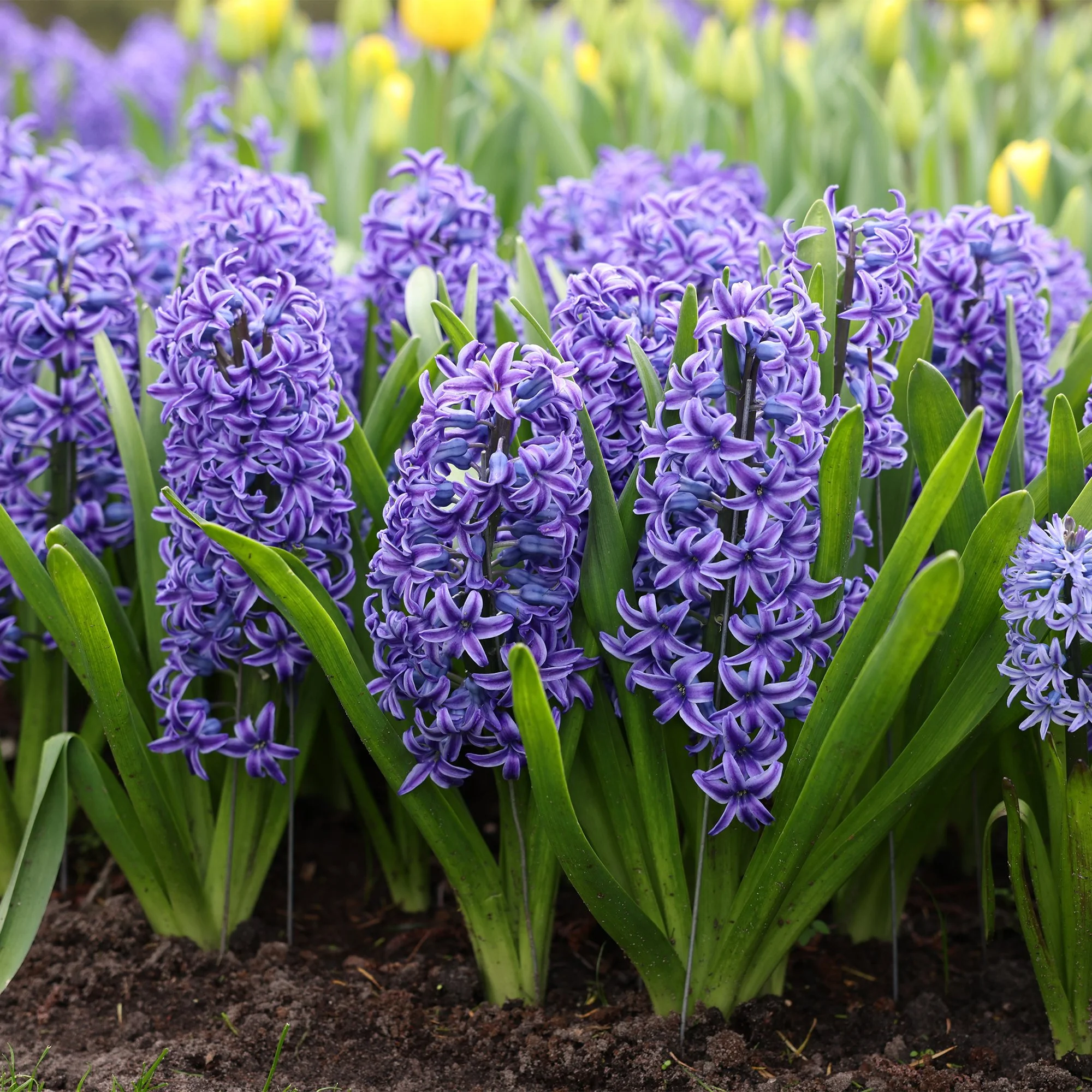 Hyacinthus ‘Blue Jacket’_as.jpg