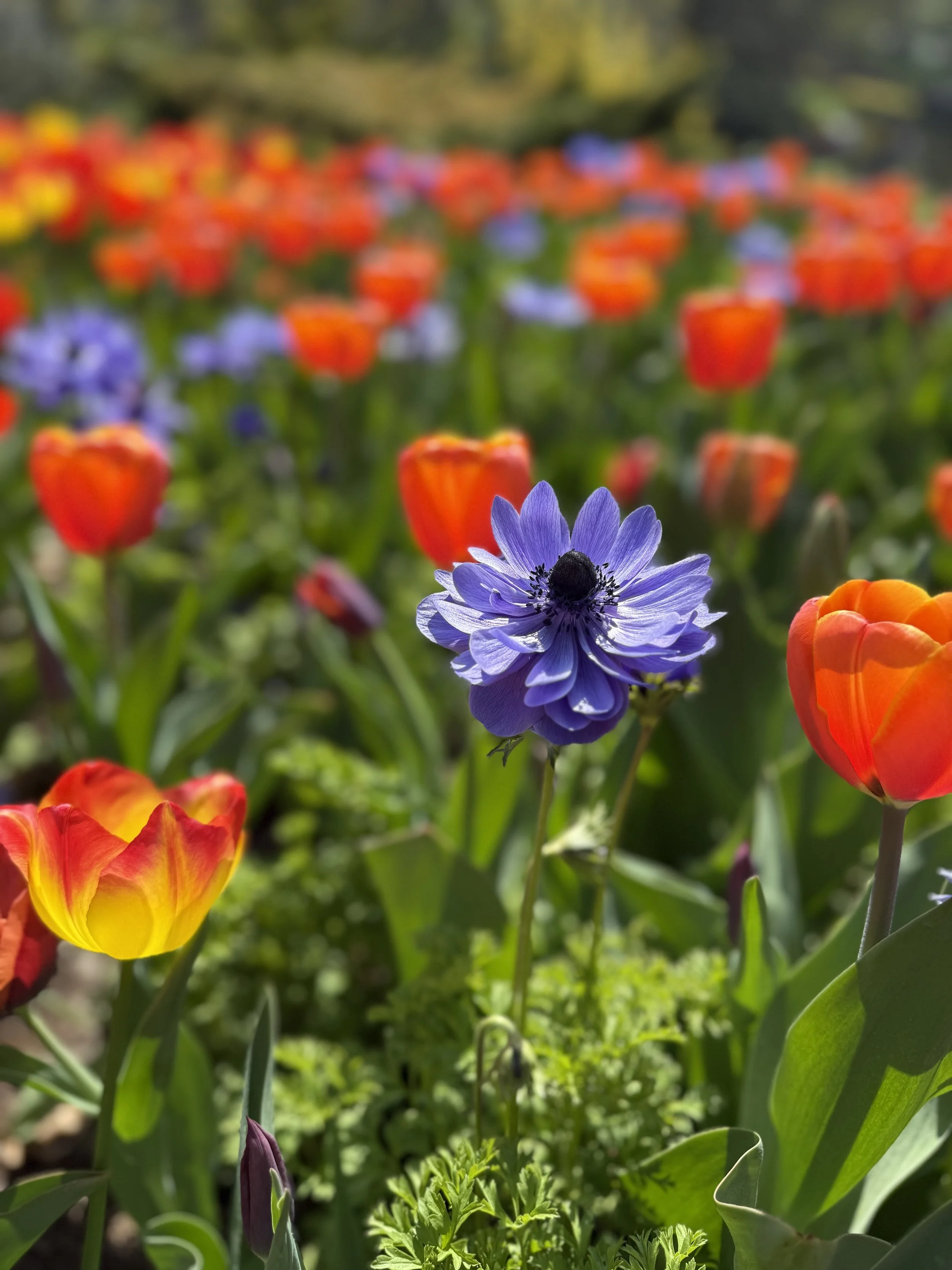 Tulip Bulbs and Anemones