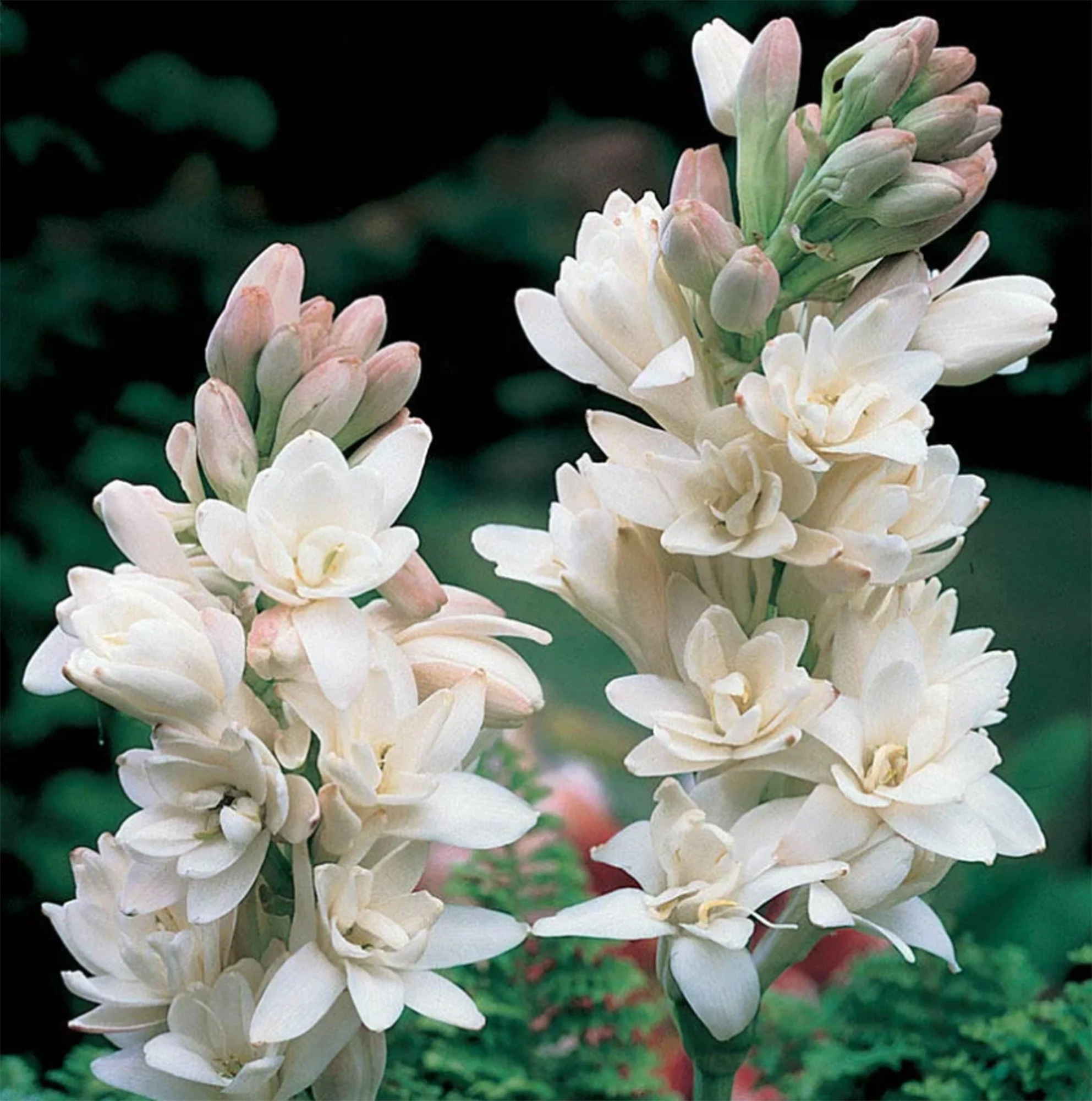 Polianthes Tuberose 'The Pearl' Rhizome
