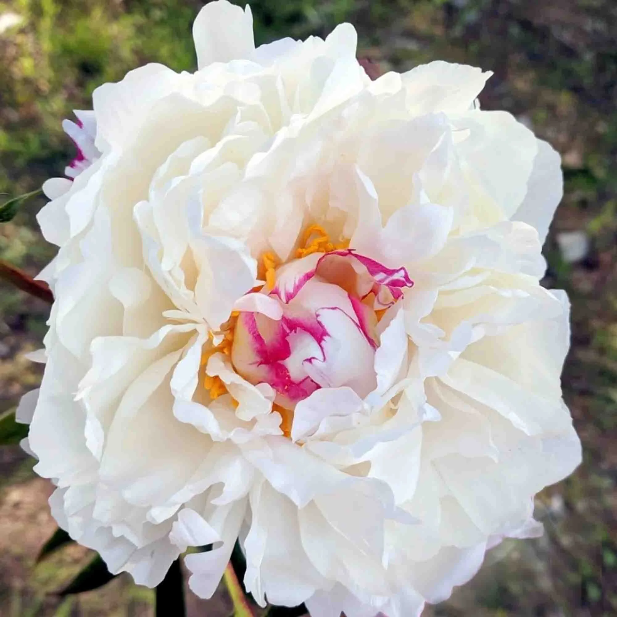 Paeonia_Boule de Neige_x3.jpg