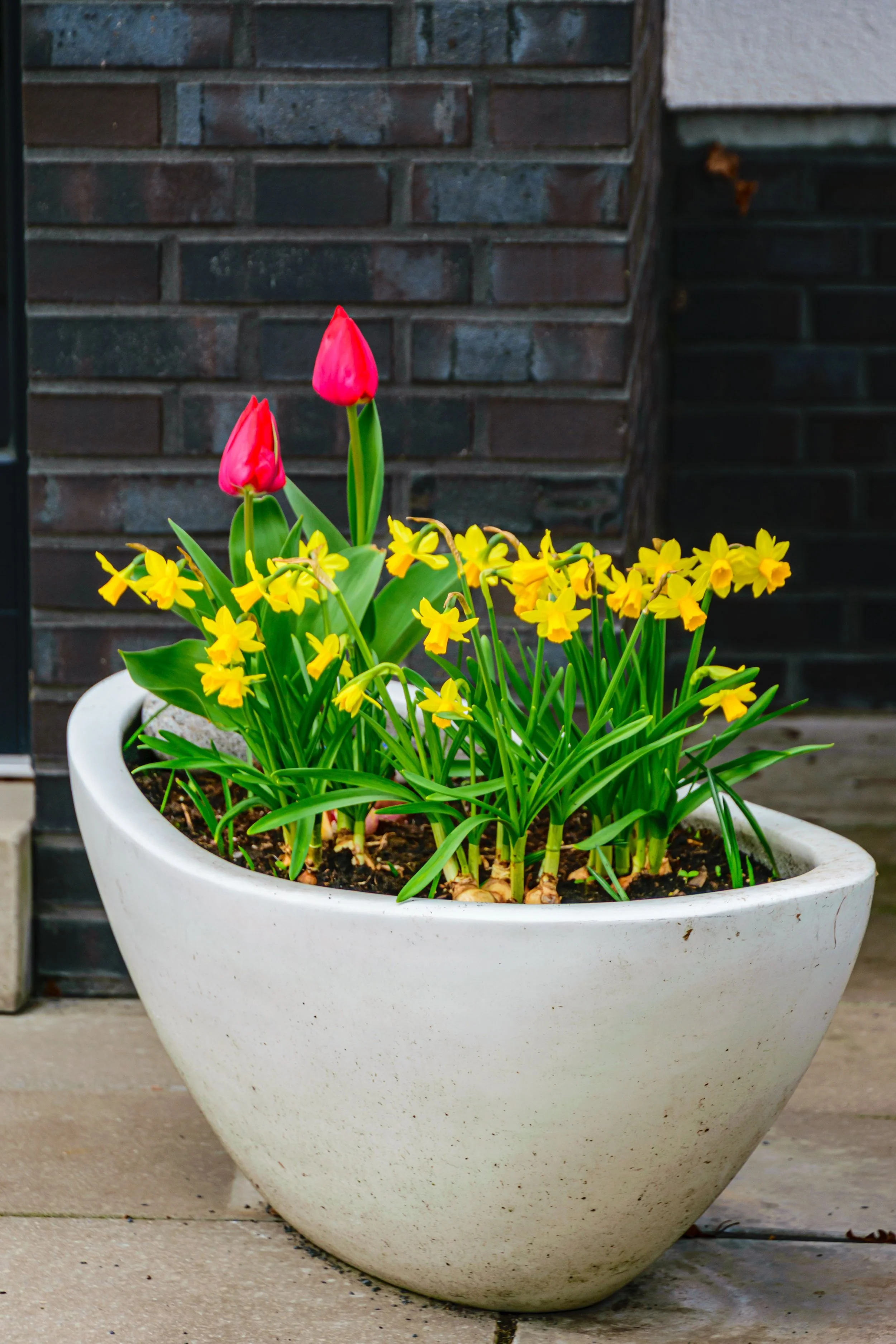 planter 1 px.jpg