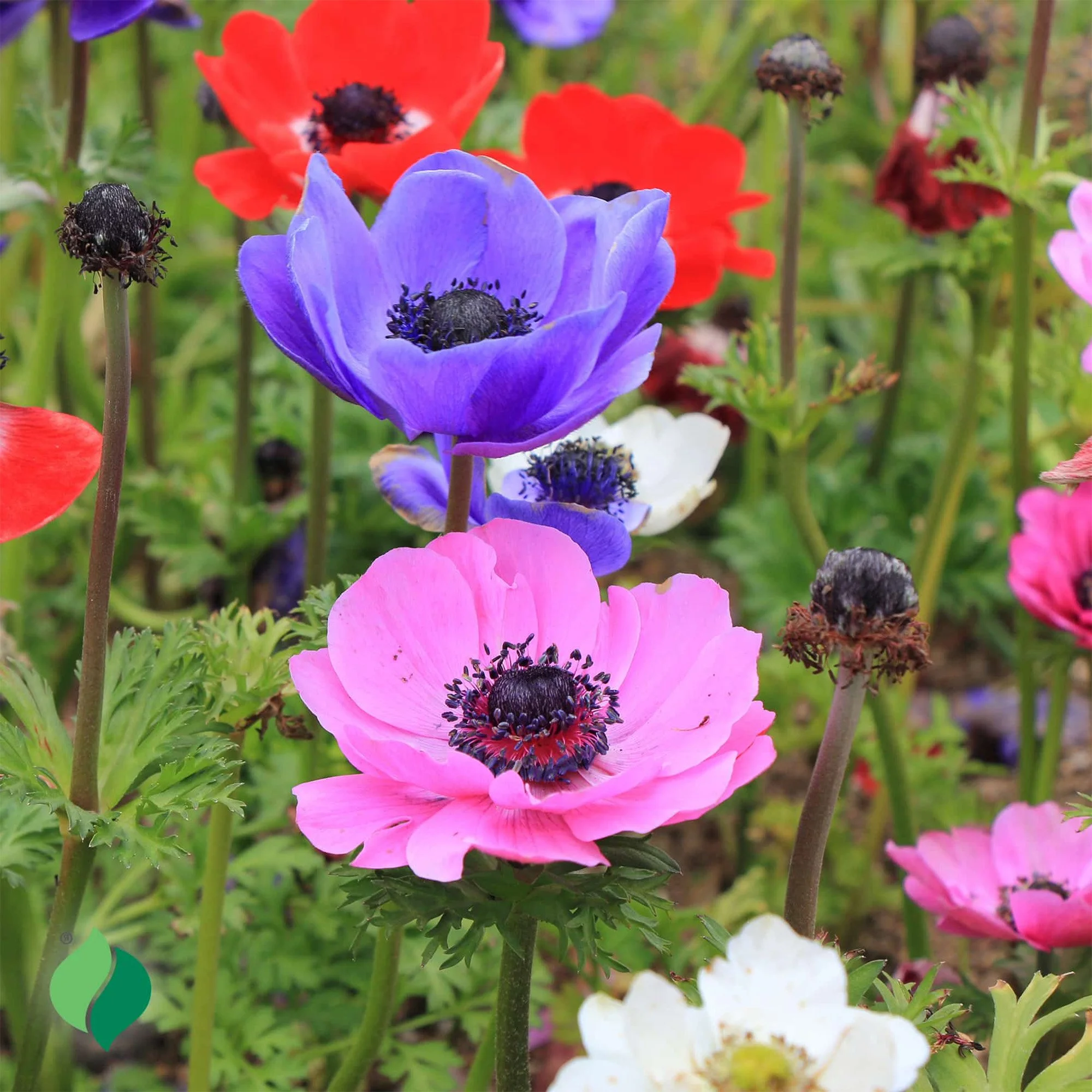 Anemone_DeCaen_x1.jpg