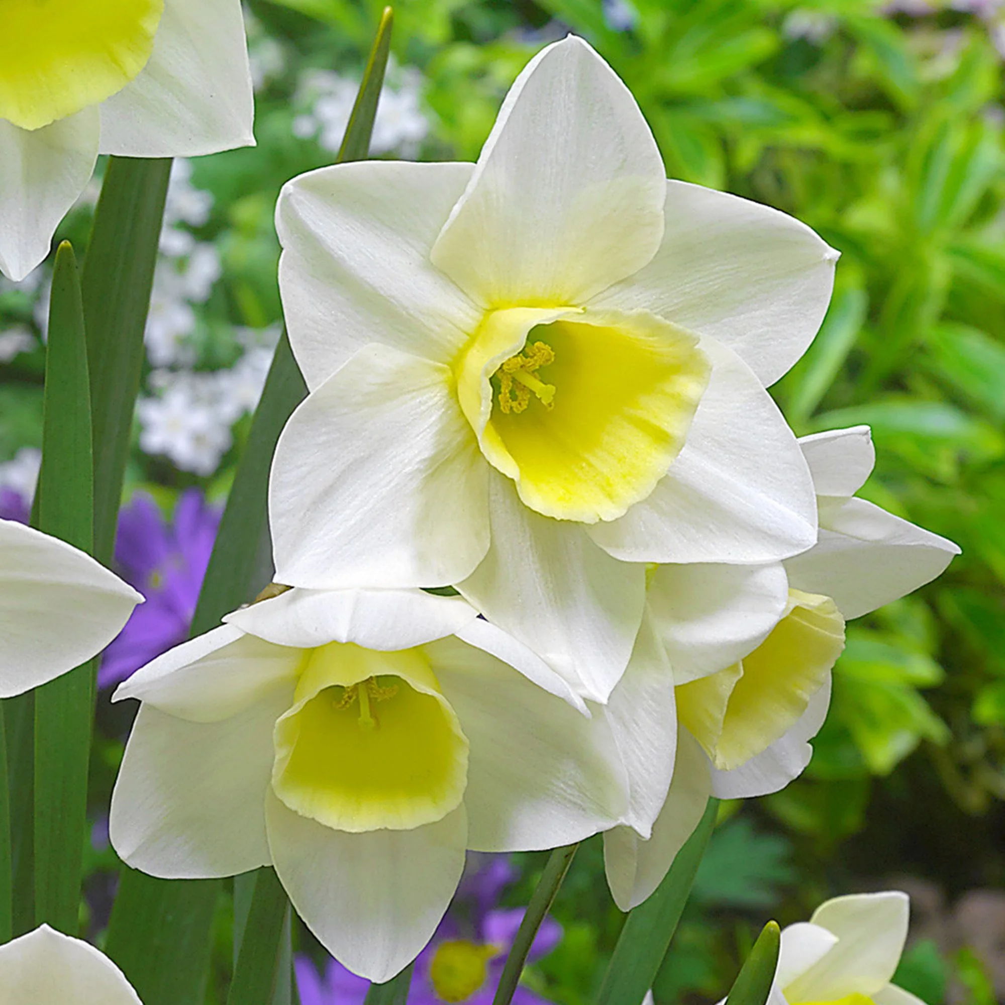 Narcissus 'Silver Smiles'_x.jpg