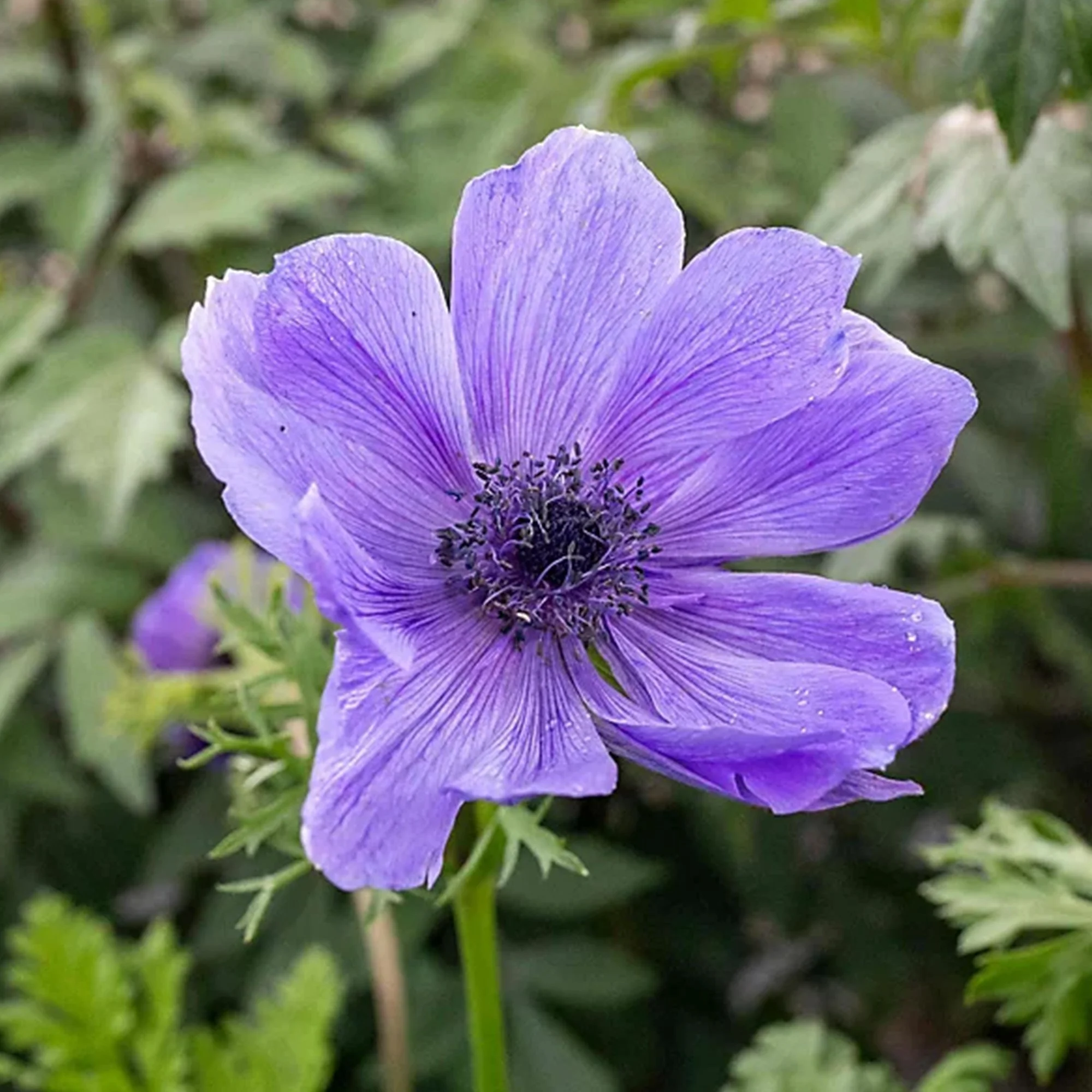 Anemone_DeCaen_x4.jpg