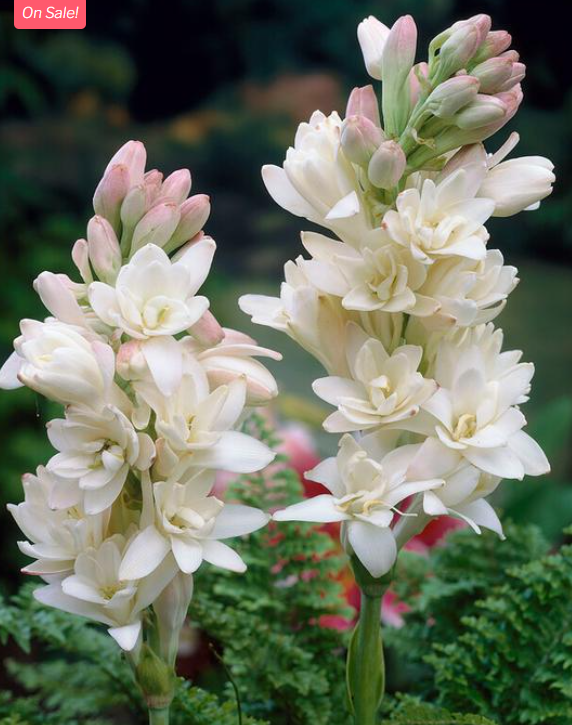 Screenshot 2026-03-17 205721.png