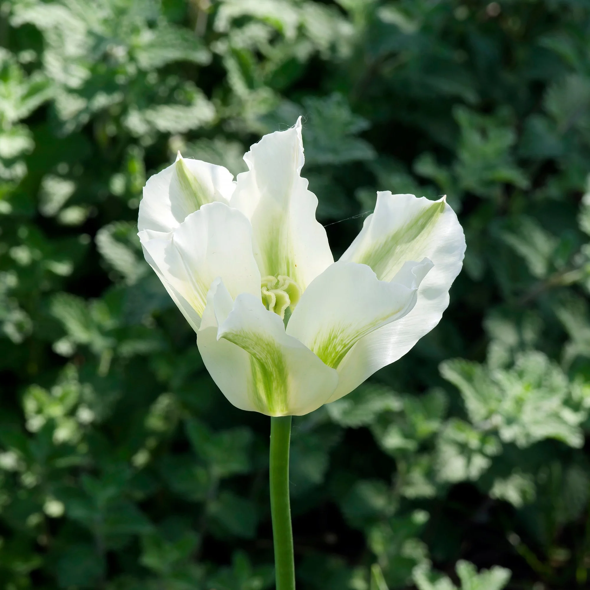 Tulipa ‘Spring Green’_as.jpg