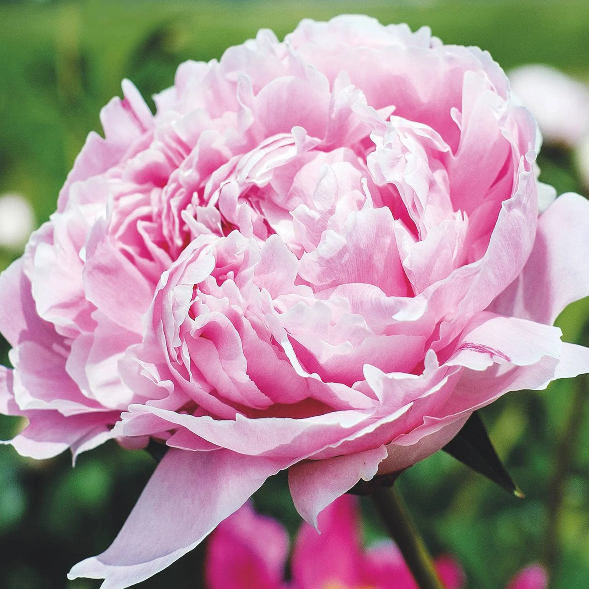 Paeonia_Sarah Bernhardt_x4.jpg