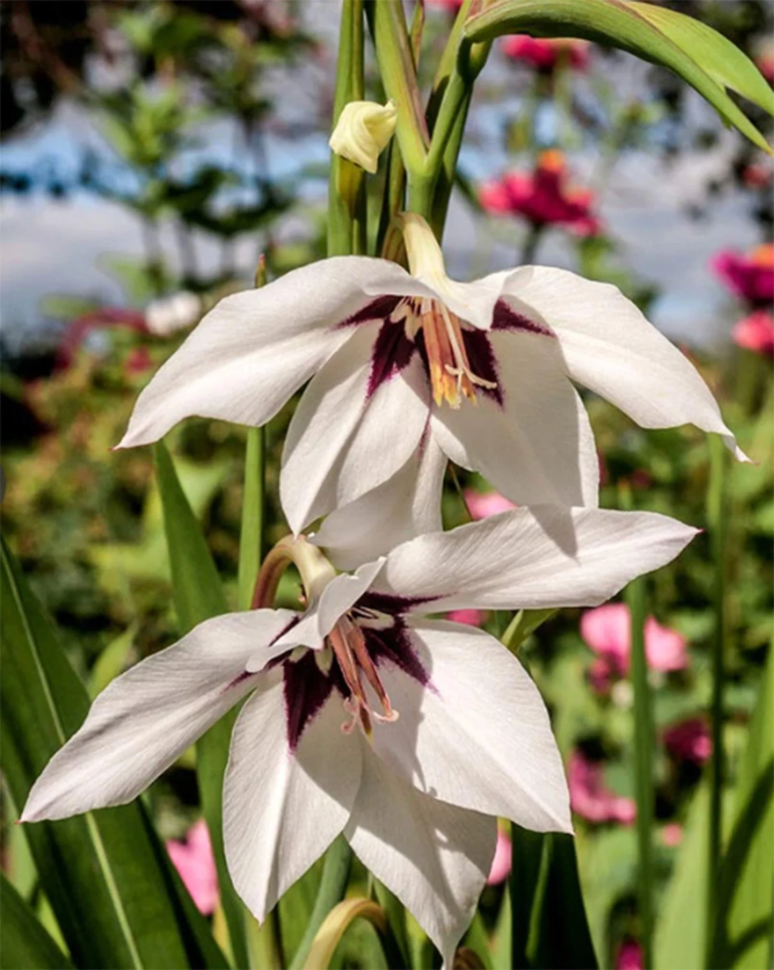 Gladiolus 'Muriliae' Corms
