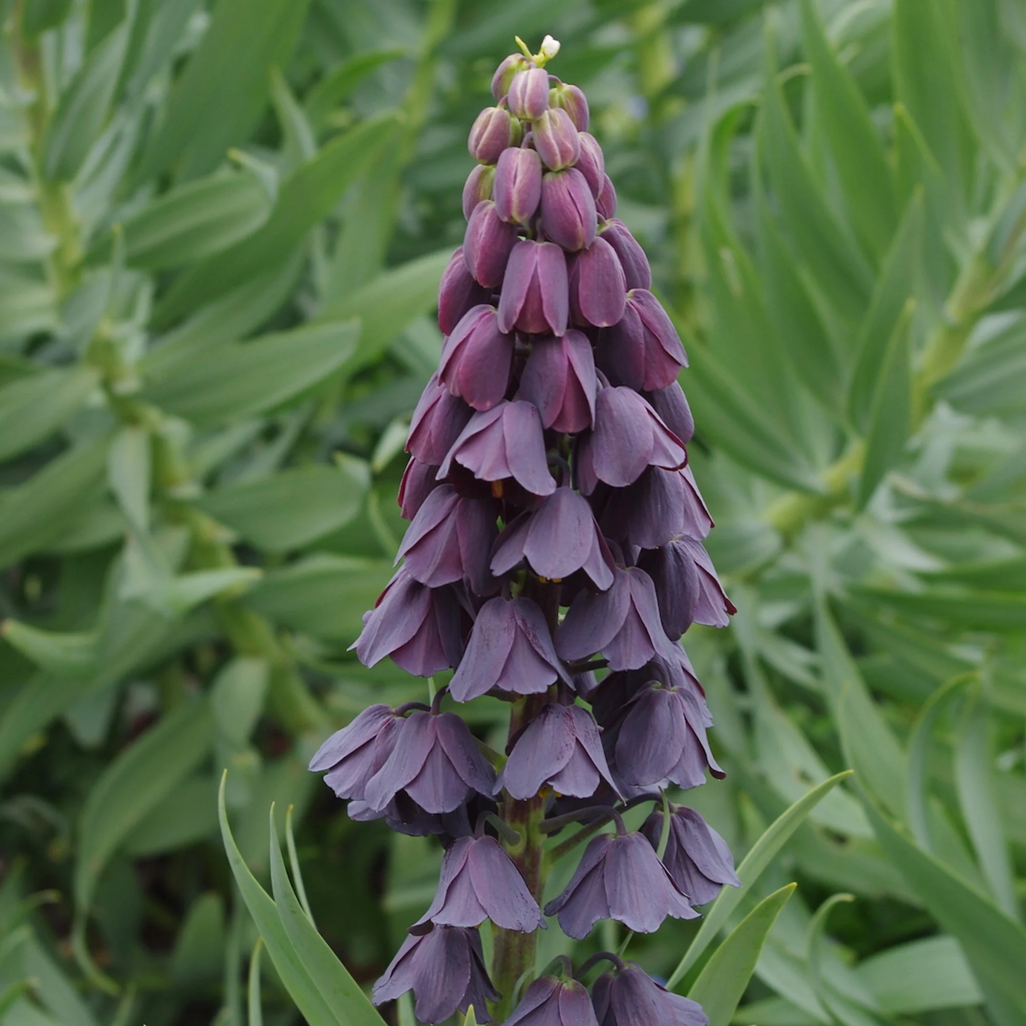 Fritillaria Imperialis 'Persica'_x.jpg