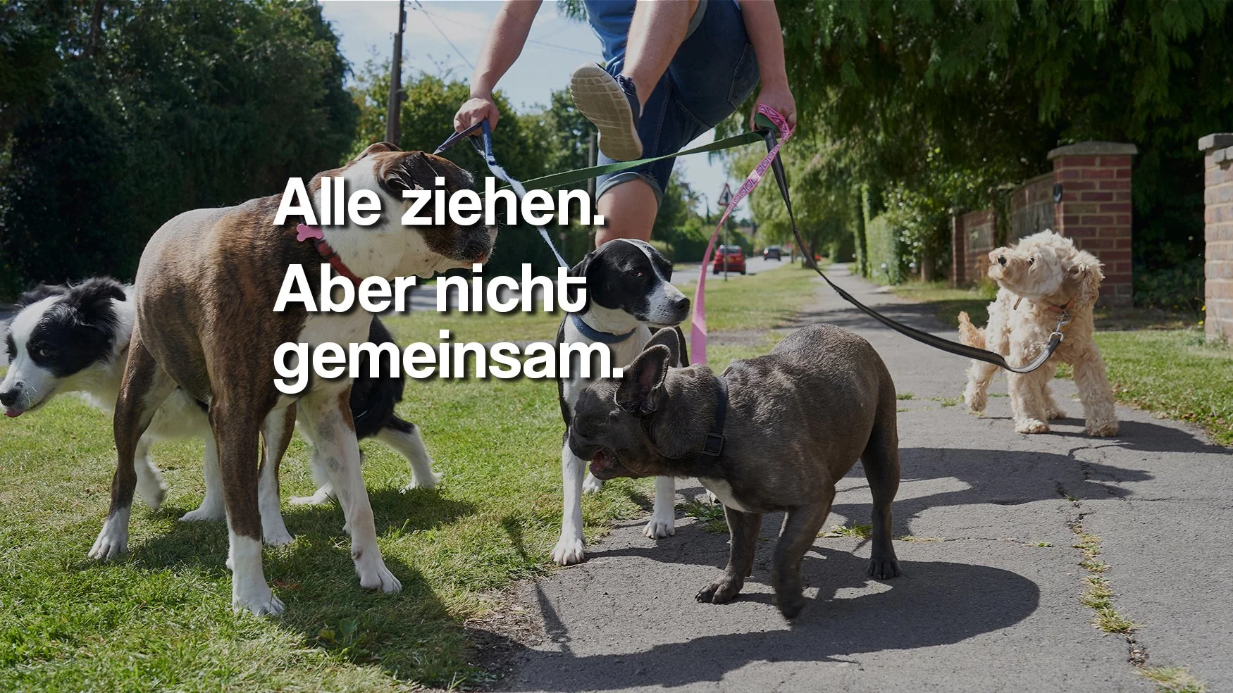 Ein Mensch führt fünf Hunde an der Leine auf einem Gehweg in einer grünen Vorstadt. Der Text auf dem Bild lautet 'Alle ziehen. Aber nicht gemeinsam.'